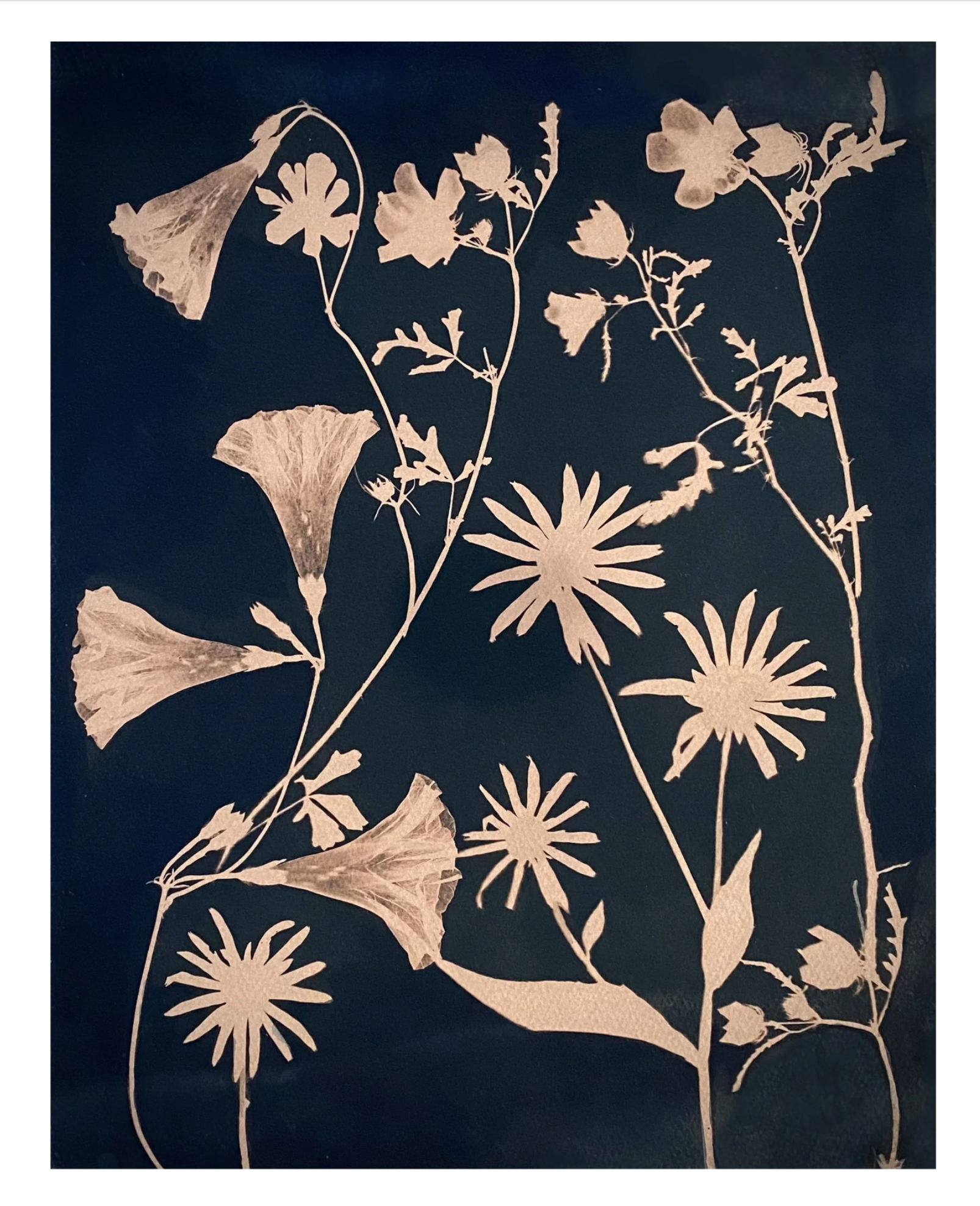  2021 14” x 11” paper size  Watercolor, Gouache and Tea Toned Cyanotype on Cold Press Watercolor Paper  