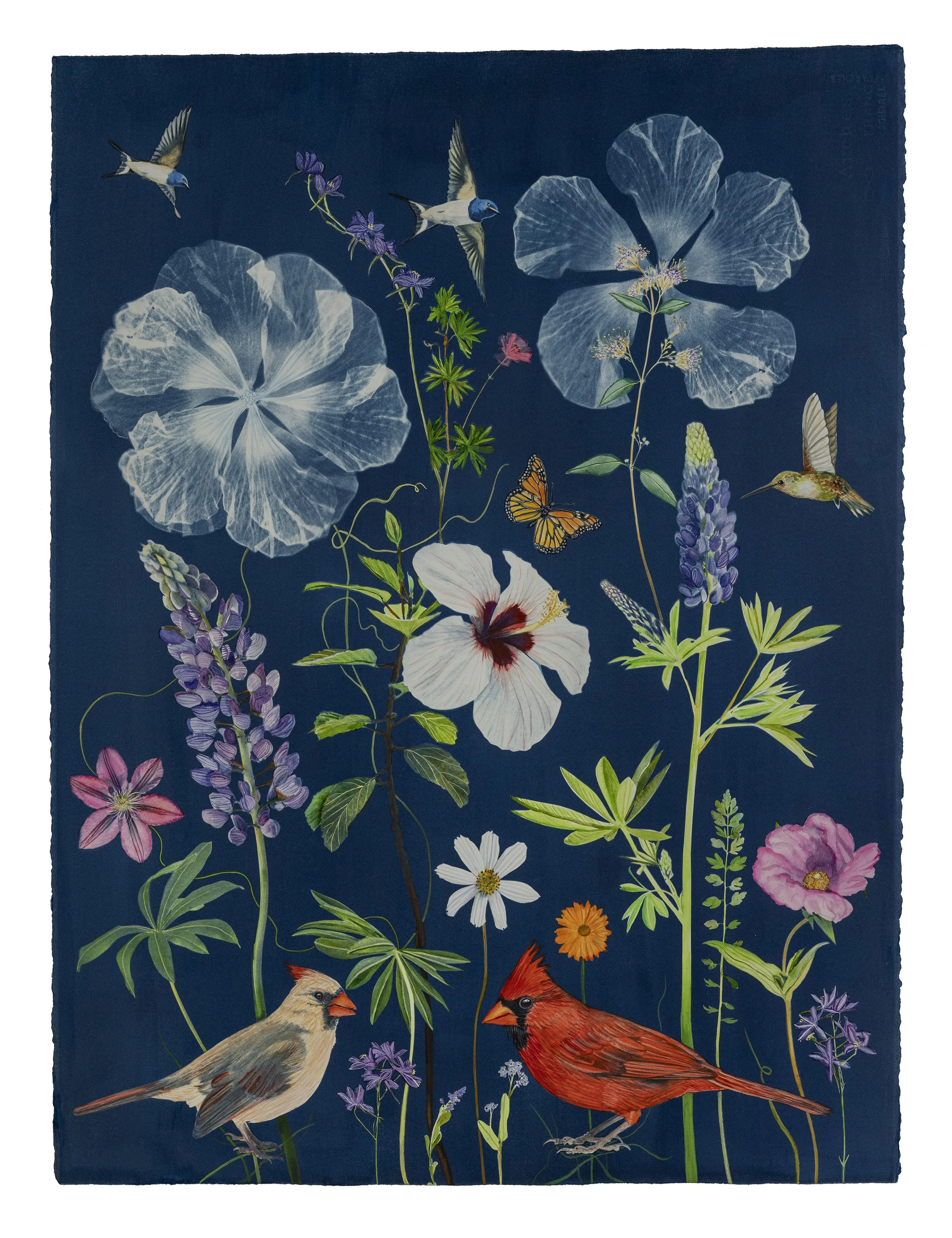 Picturesque Botany (Bluebonnet, Hibiscus, Clematis, Cardinals), 2026, 30” x 23” watercolor, ink, gouache and cyanotype on Arches cold press watercolor paper   private collection  