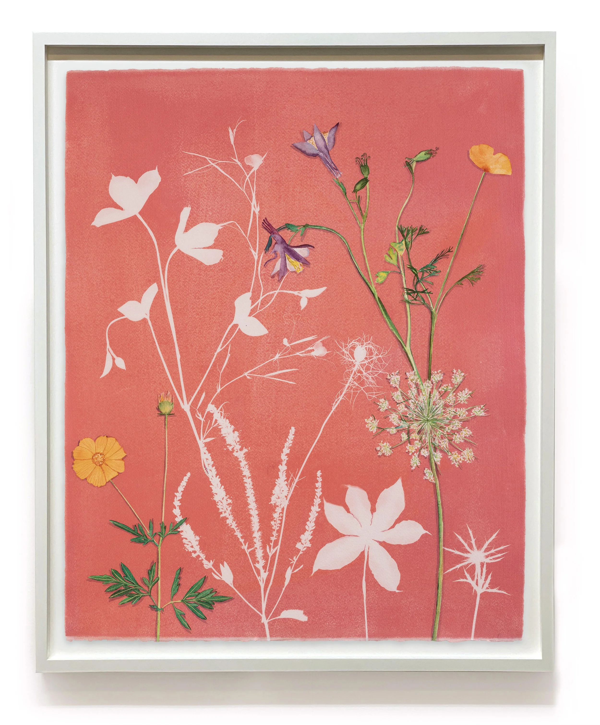 JWB_PinkFlora(CosmosPoppyQueenAnnesLaceAquilegia)-framed.jpg