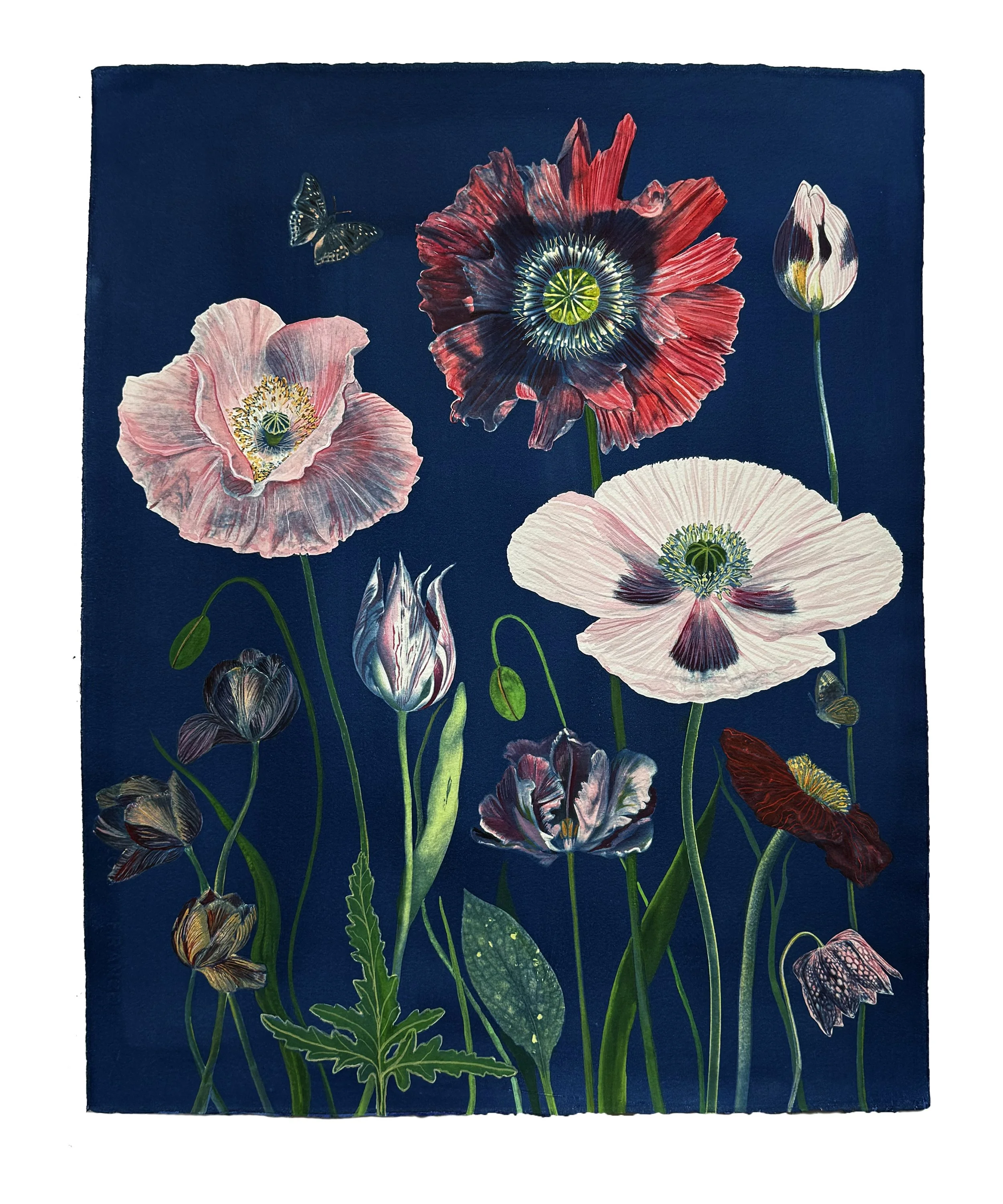Picturesque Botany (Poppy, Tulip, Fritillaria, etc), 2026, 20” x 16” watercolor, gouache and cyanotype on Arches cold press watercolor paper   private collection  