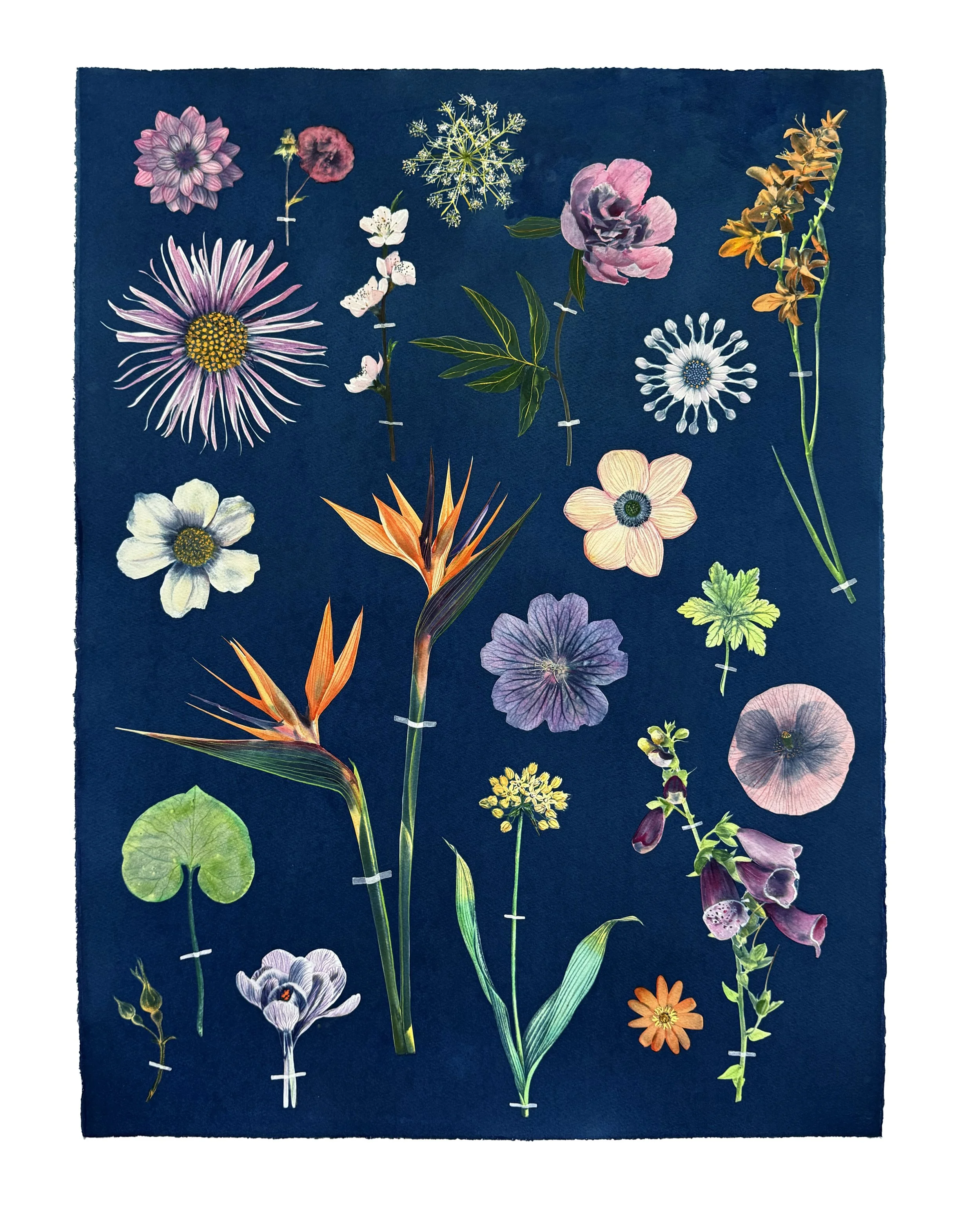 Floating Herbarium (Polychrome II), 2026, 30” x 23” watercolor, gouache and cyanotype on watercolor paper   private collection  