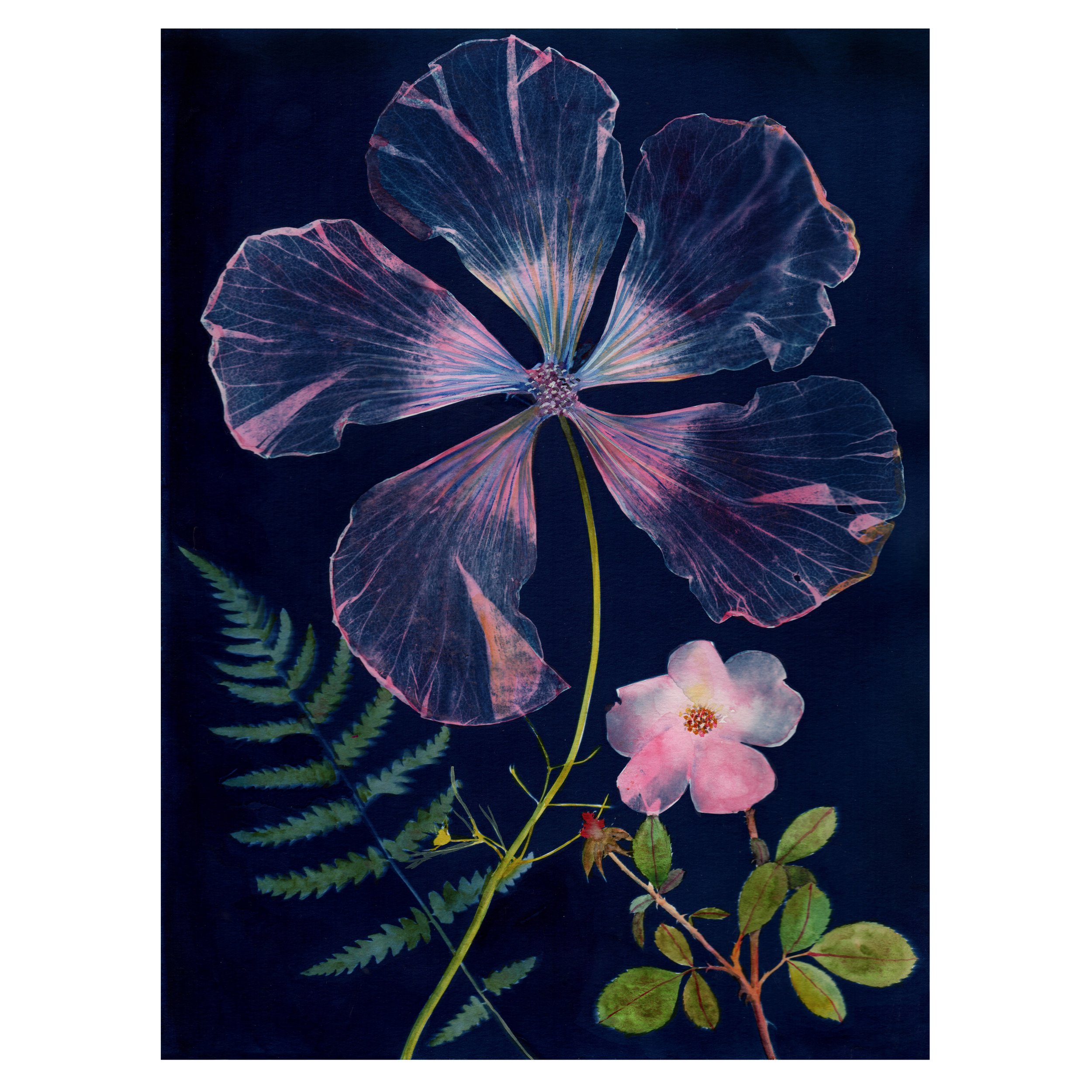 JWB_CyanotypeHibiscusRoseFern9x12-square.jpg