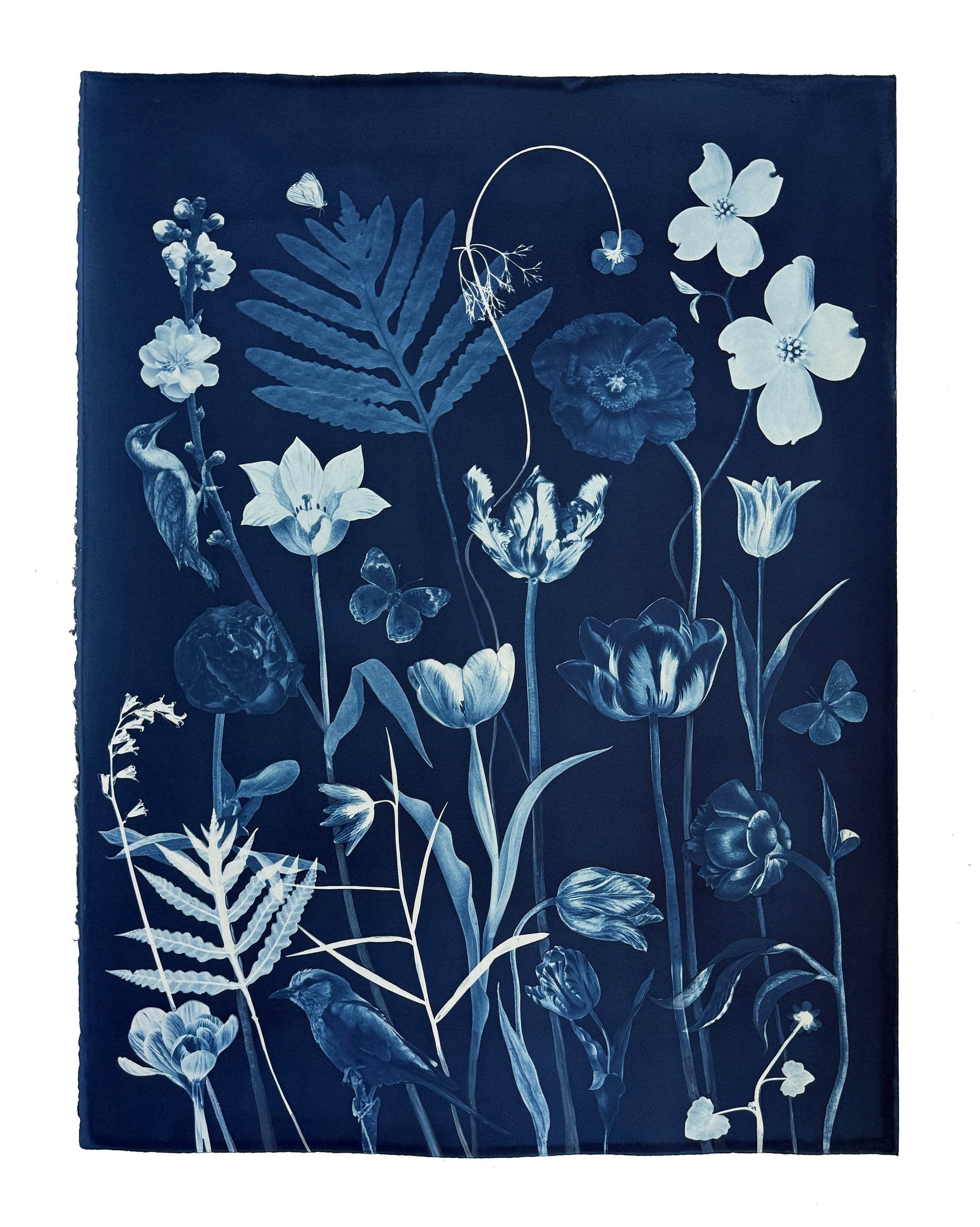 Picturesque Botany (Tulips, Dogwood, Cherry Birds), 2026, watercolor, India ink, gouache and cyanotype on Arches hot press paper  available through Carrie Haddad Gallery   