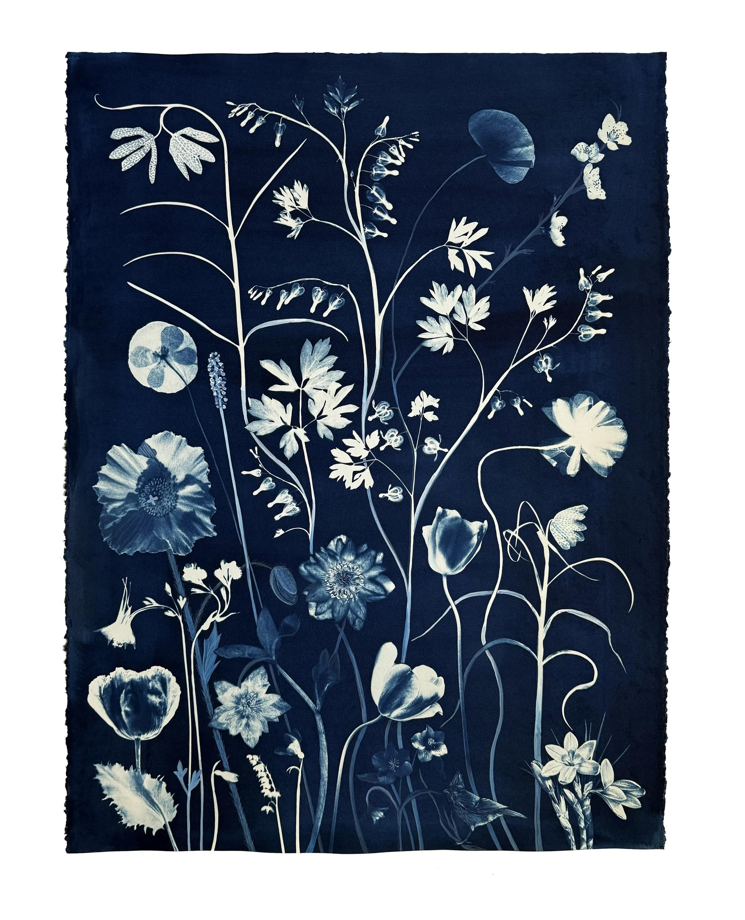 Picturesque Botany (Hellebore, Bleeding Hearts, Tulip, Spring Ephemerals), 2026, 30" x 23" watercolor, India ink, gouache and cyanotype on Arches hot press paper  collection of The Loeb   
