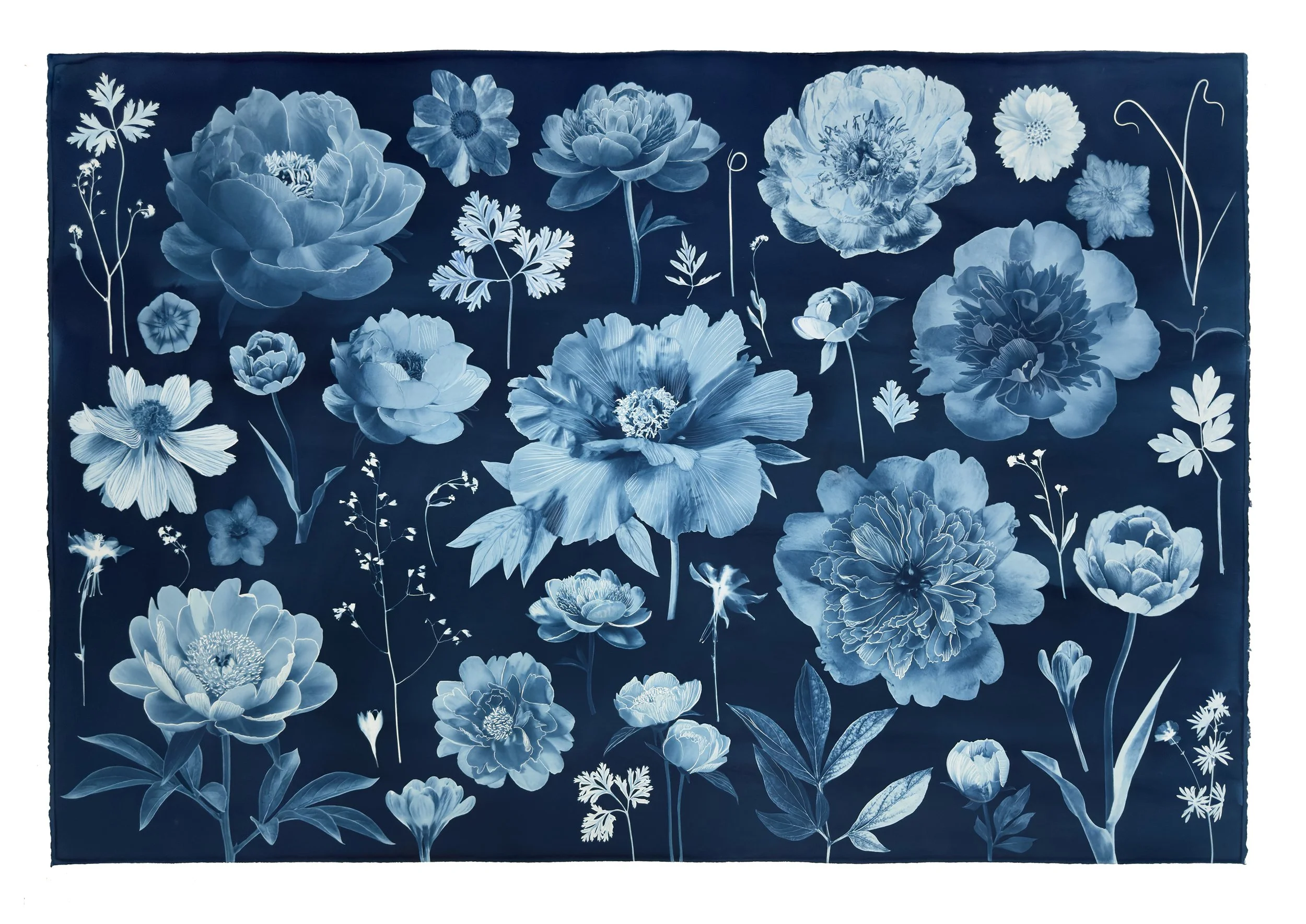 Floating Herbarium (Peony, Tulip, Anemone, Crocus, etc), 2026, 30 x 44 inches, watercolor, gouache, India ink and cyanotype on Arches Platine Paper    private collection  
