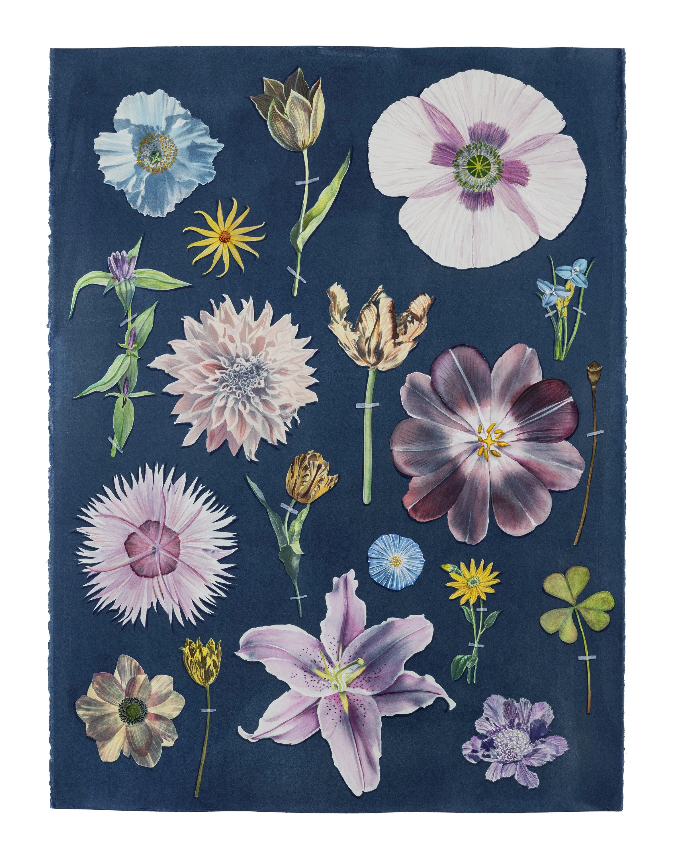 Floating Herbarium (Polychrome I), 2025, 30” x 23” watercolor, gouache and cyanotype on watercolor paper   available through Carrie Haddad Gallery  