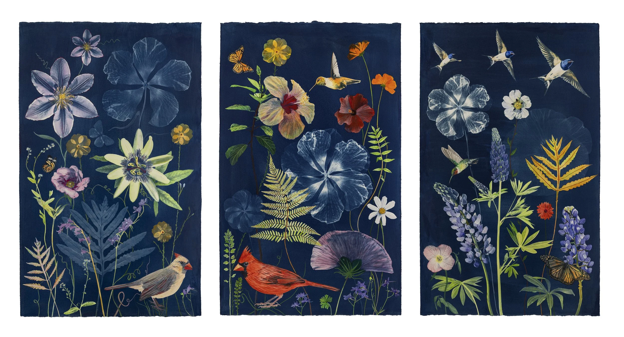 Picturesque Botany (Triptych/Bluebonnet, Hibiscus, Clematis, Cardinals, Barn Swallows, Hummingbirds), 2026, 26" x 16" each/26" x 48" total, watercolor, gouache and cyanotype on cold press watercolor paper     private collection  