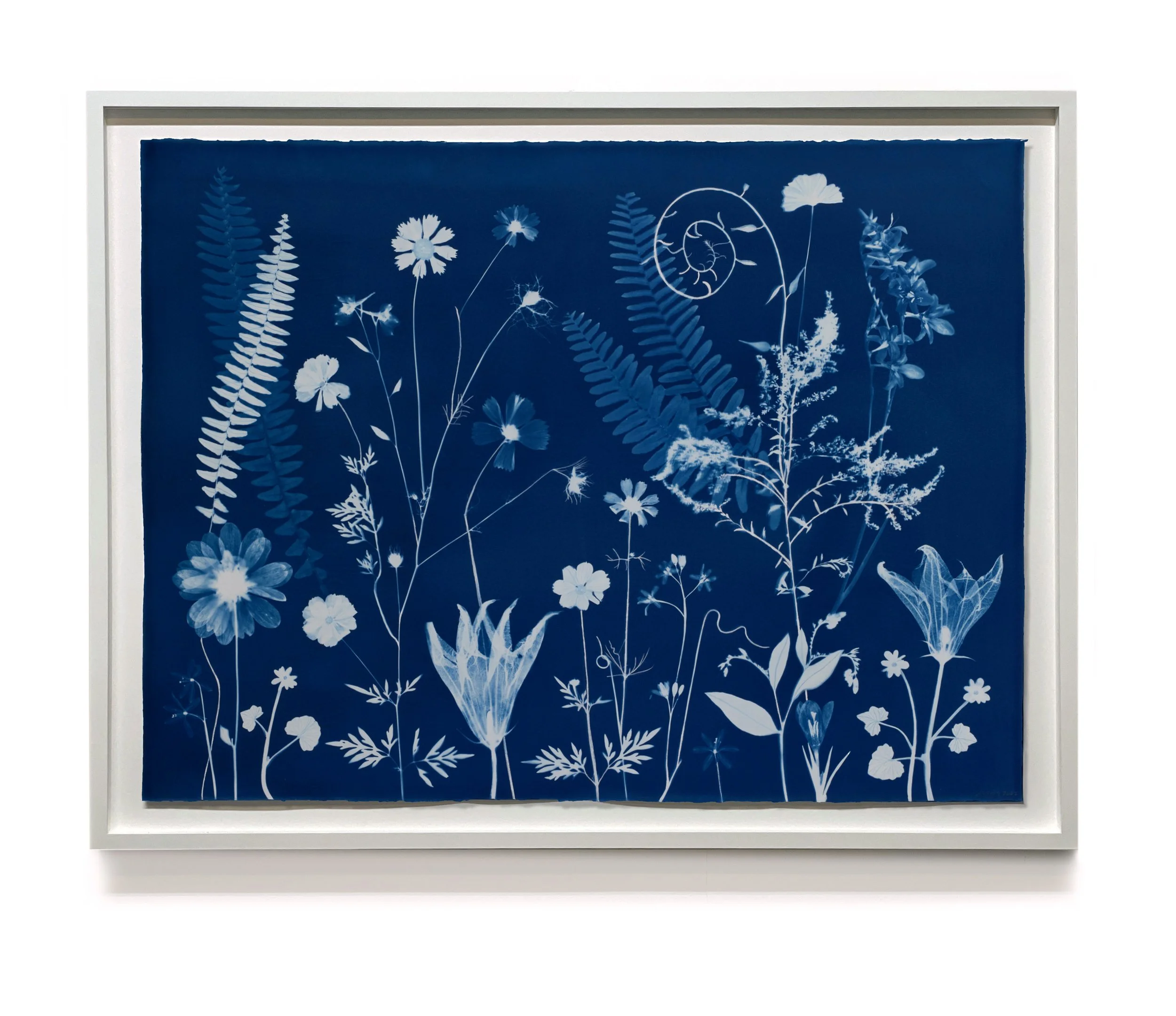 JWB_Nocturnal Nature (Squash Blossom, Fern, Cosmos, etc)-framed.jpg