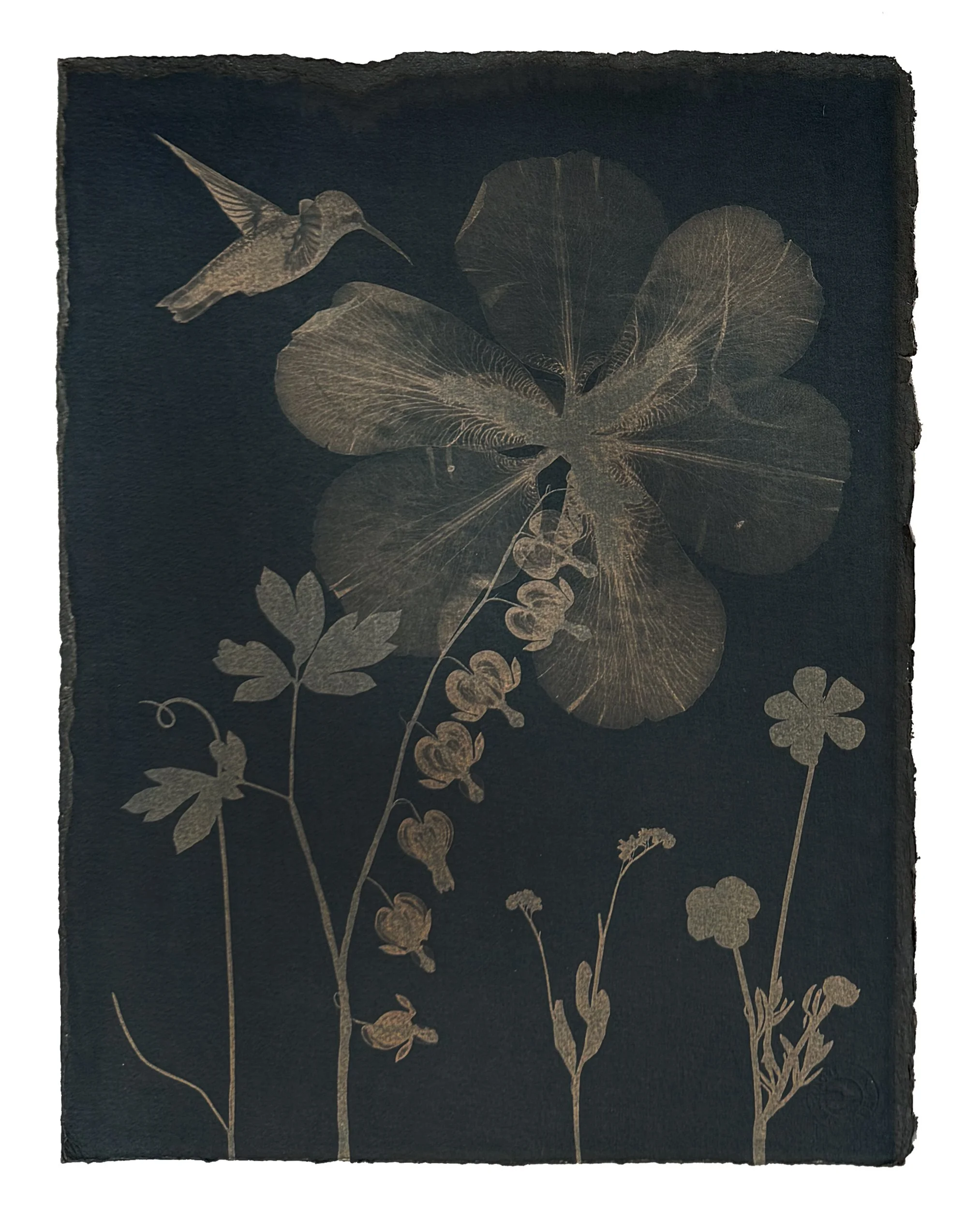  2021 14” x 11” paper size  Watercolor, Gouache and Tea Toned Cyanotype on Cold Press Watercolor Paper  