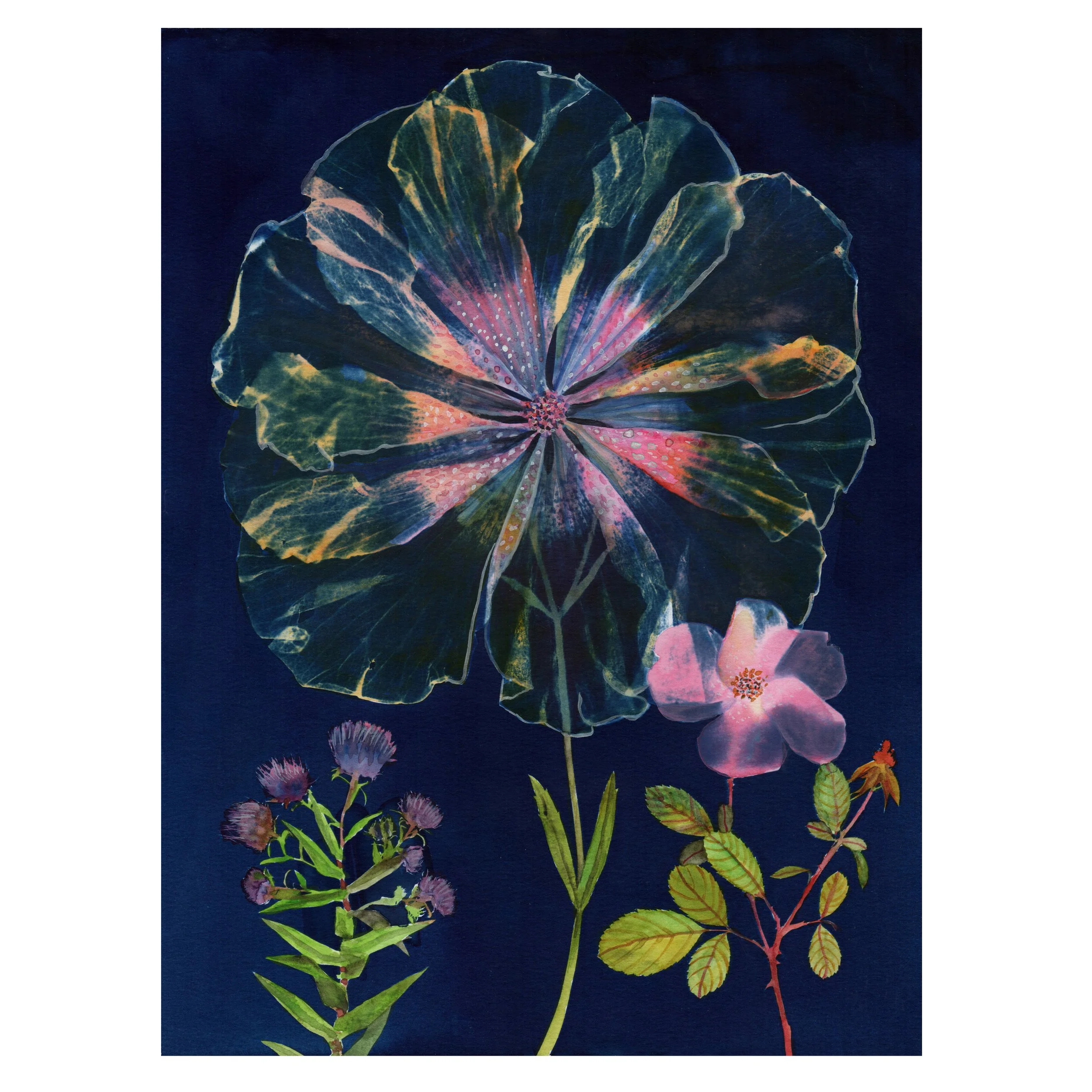 JWB_CyanotypeDoubleHIbiscusRose9x12-square.jpg