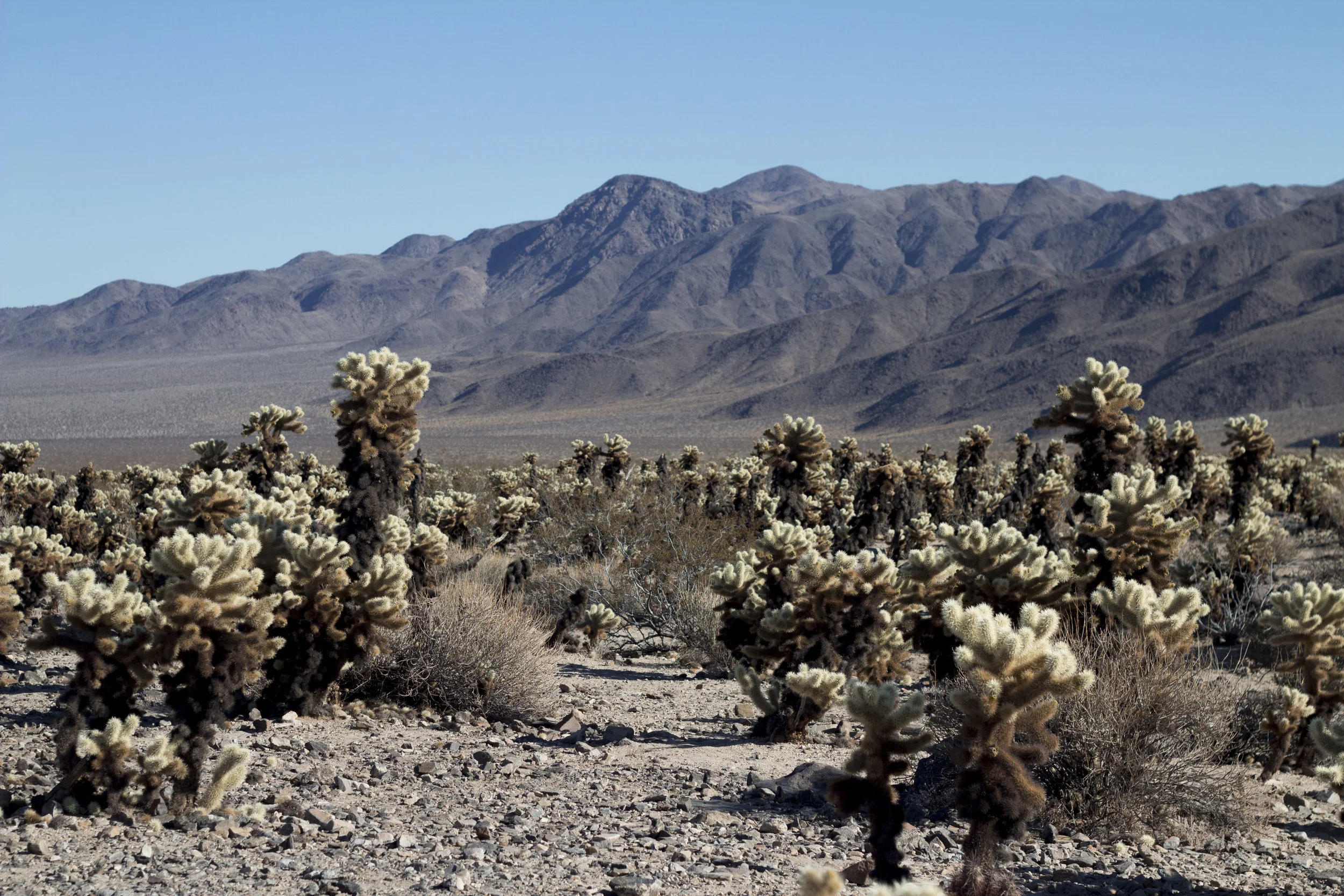 03-2018-JoshuaTree_23.JPG