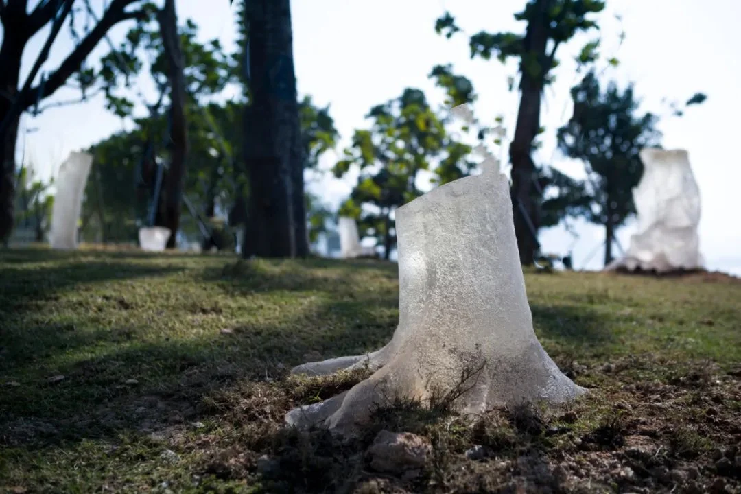 Stump_edited.jpg