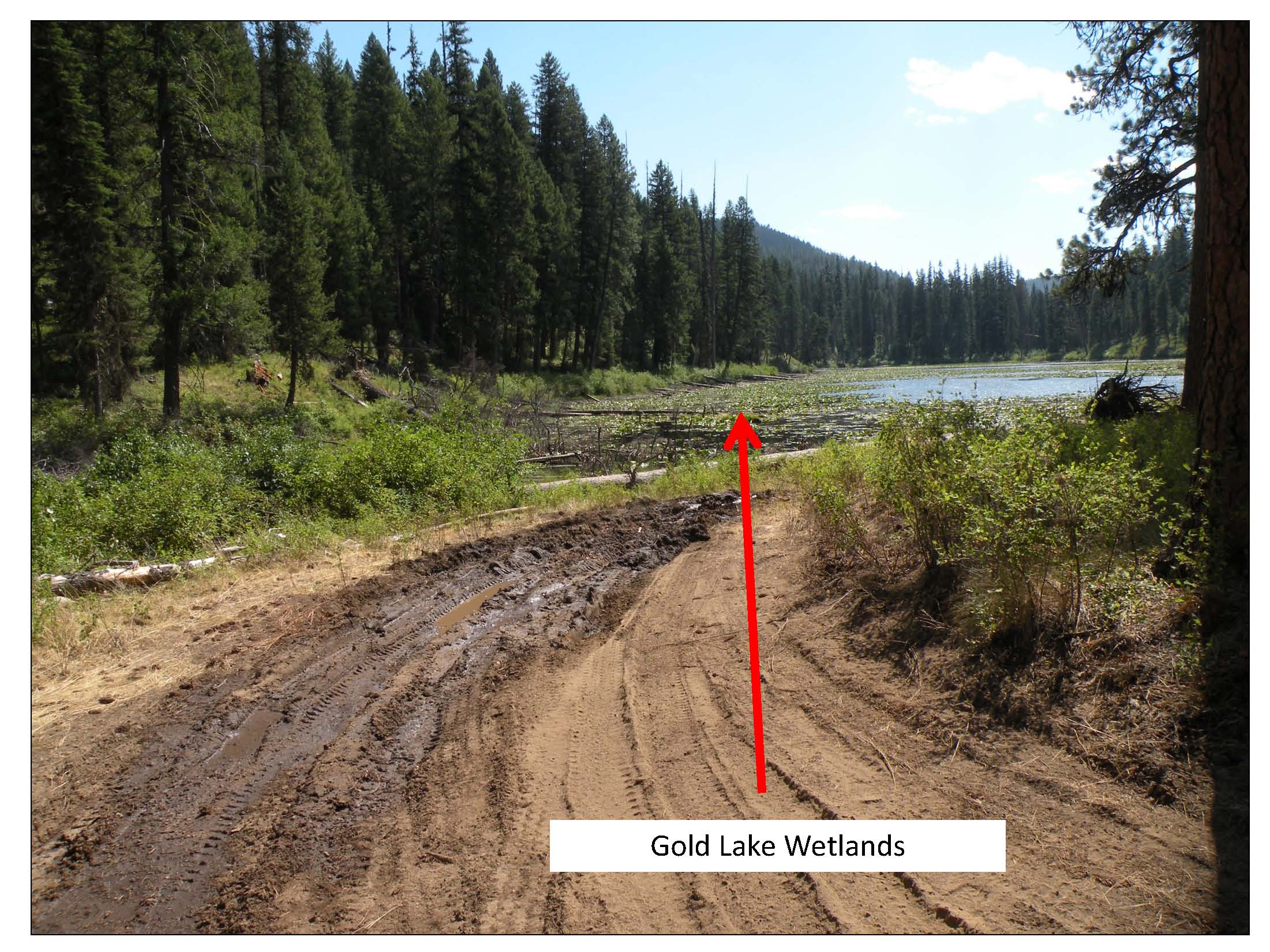 Drafting from Gold Lake Wetland_pics1_Page_1.jpg