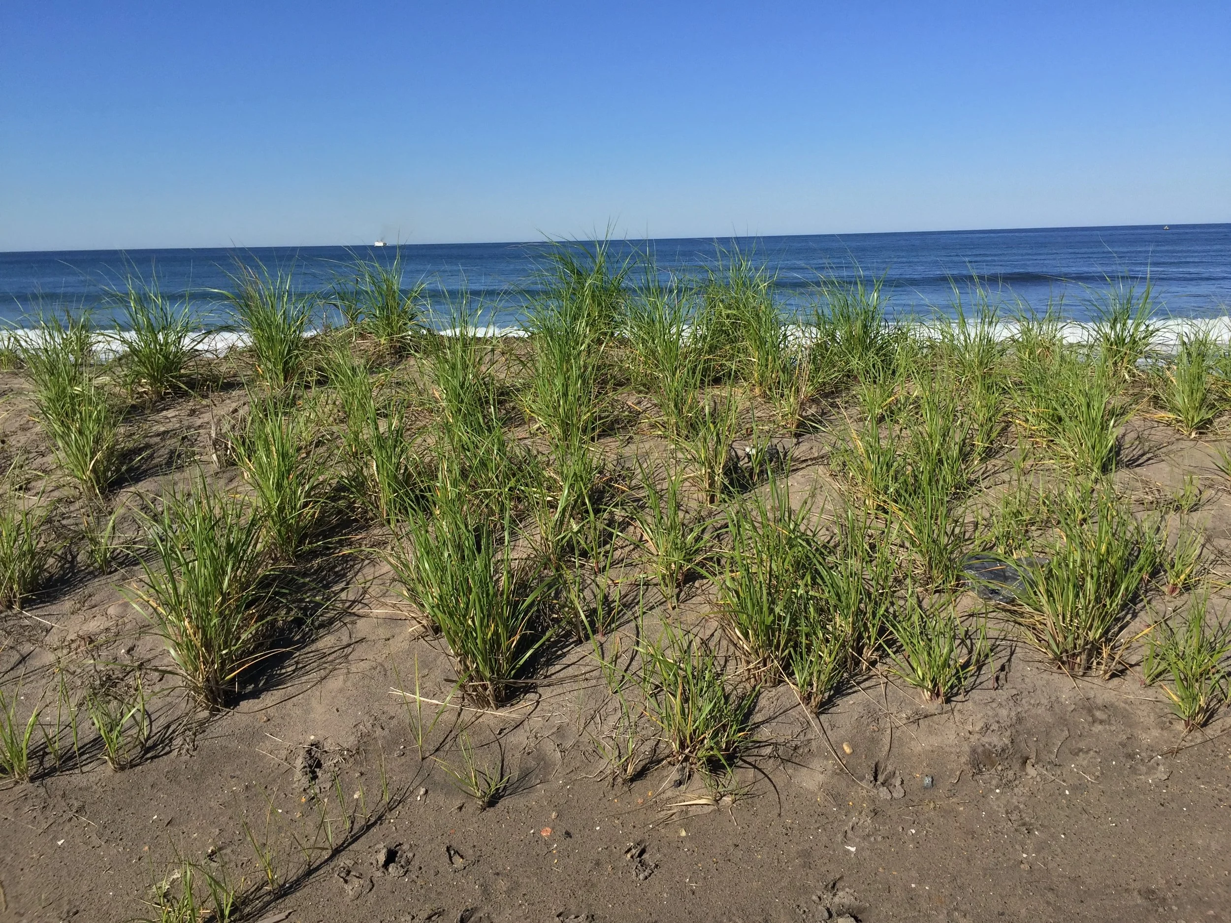 Beachgrass / Photo by Tracy Finn
