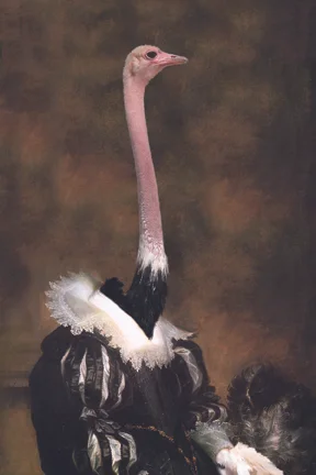 Ostrich_Portrait_72.jpg