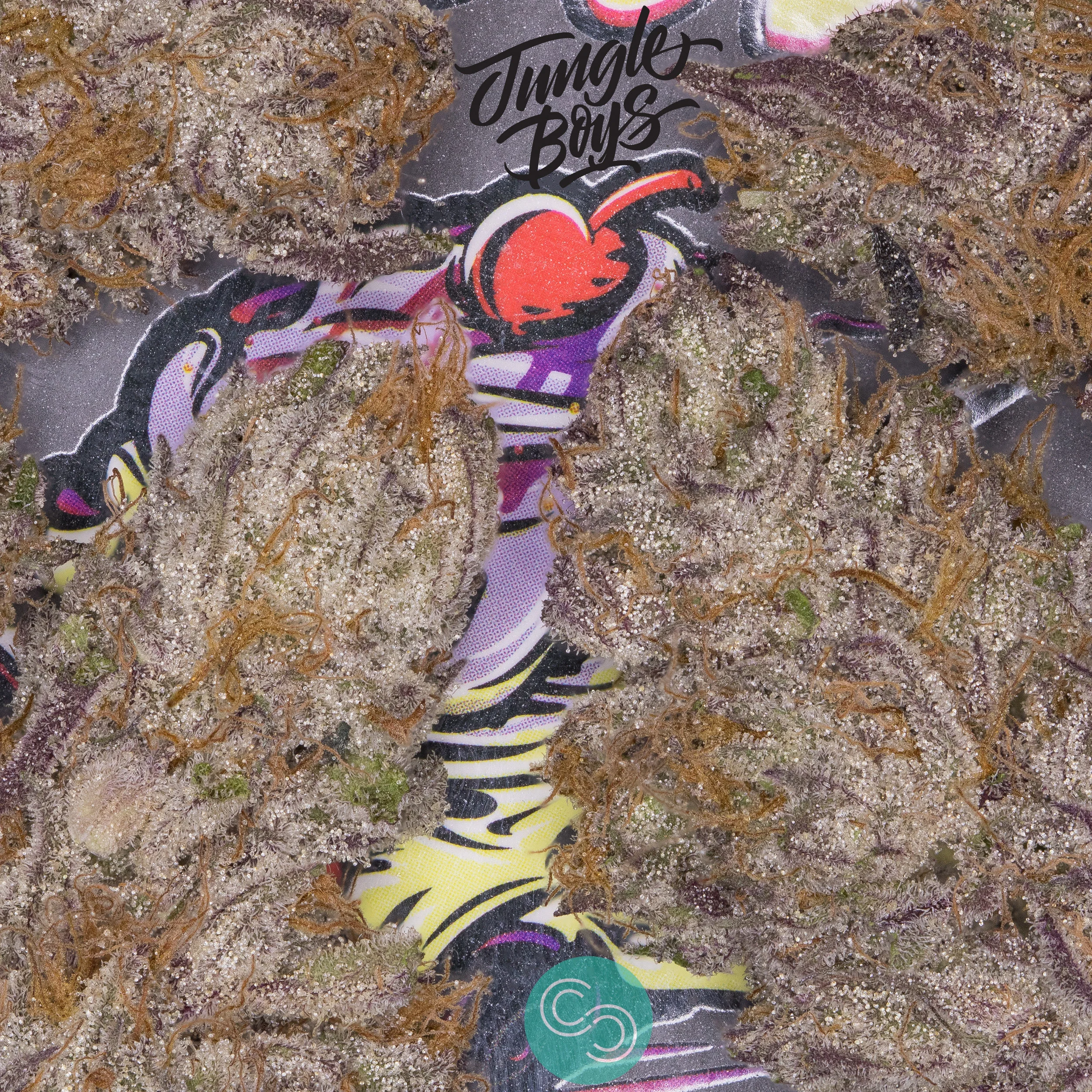 Sundae Driver #19! Incredible terpene profile & therapeutic strength.