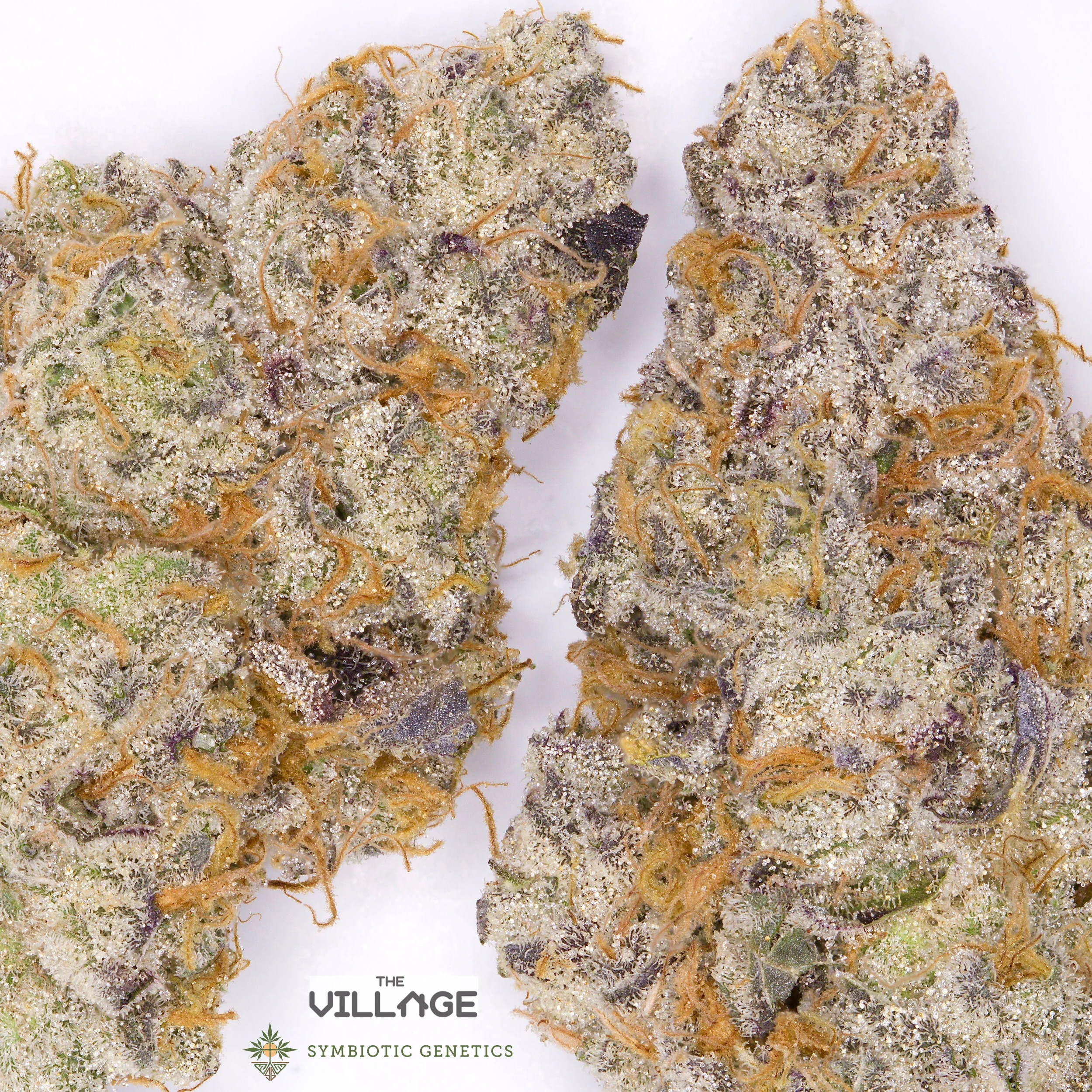 Pictured is Wedding Crasher grown by @_thevillage.