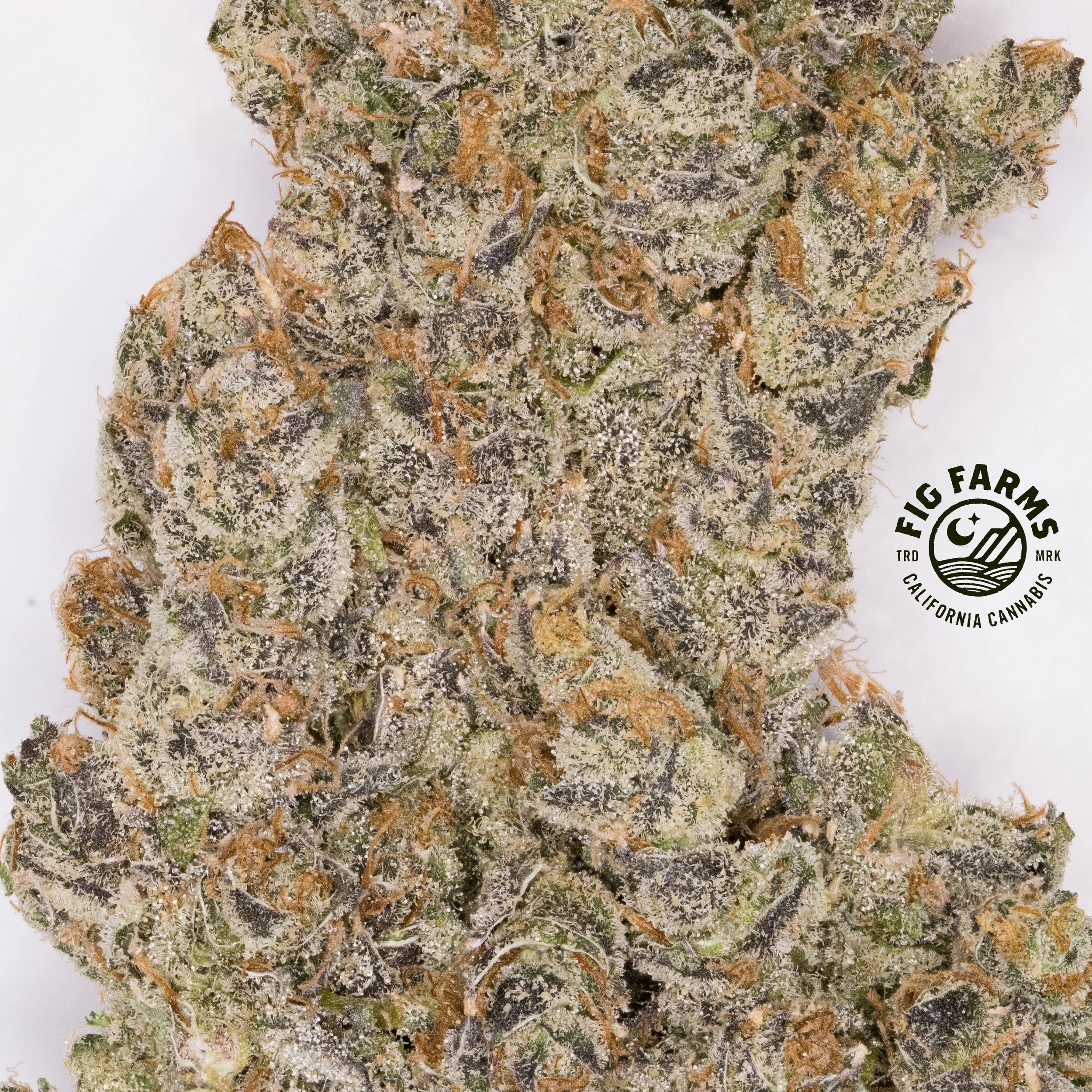 Original Purple Fig! Has the essence of old school Cali crosses from years back. 