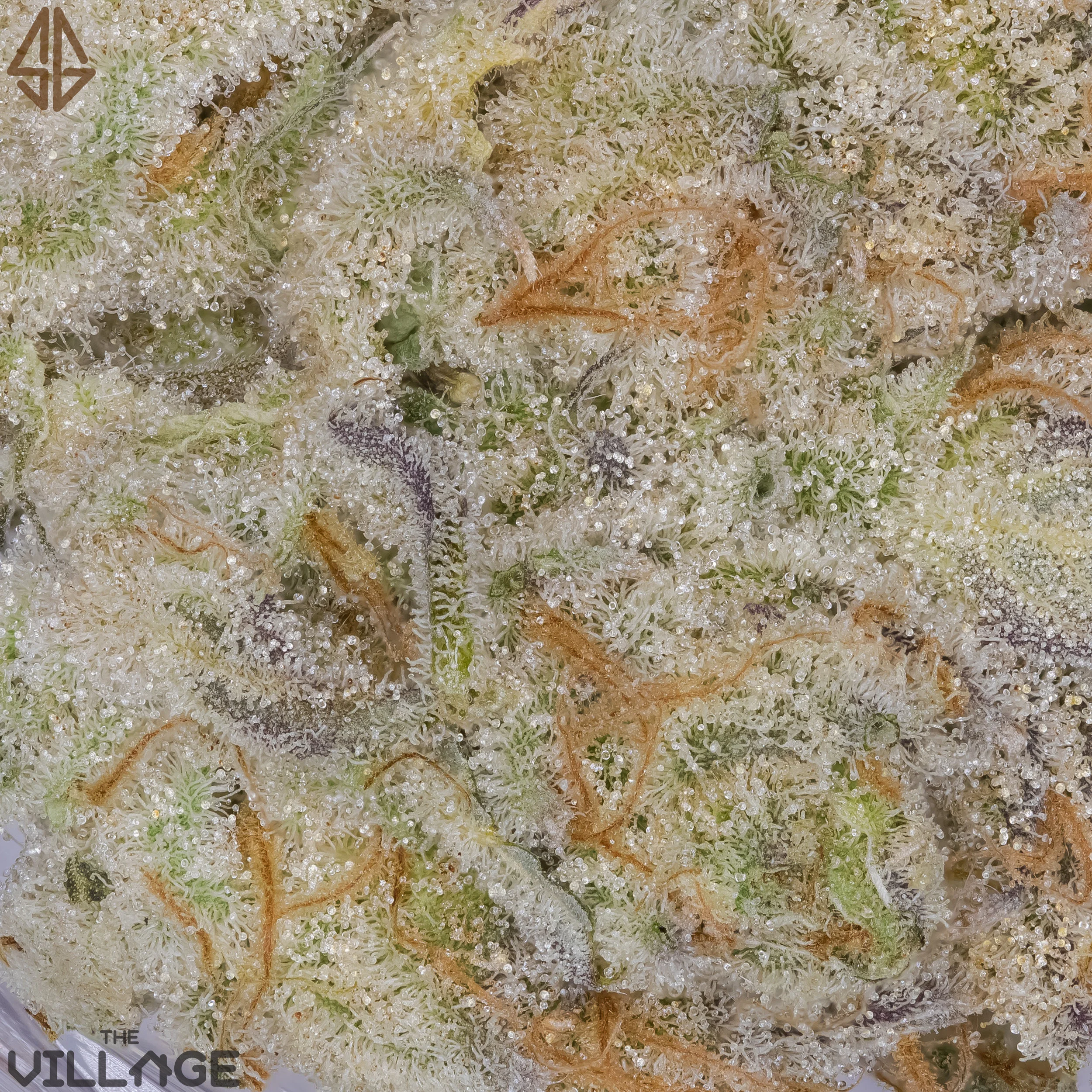 Banana Punch buds bred by Symbiotic Genetics & grown masterfully by The Village. 