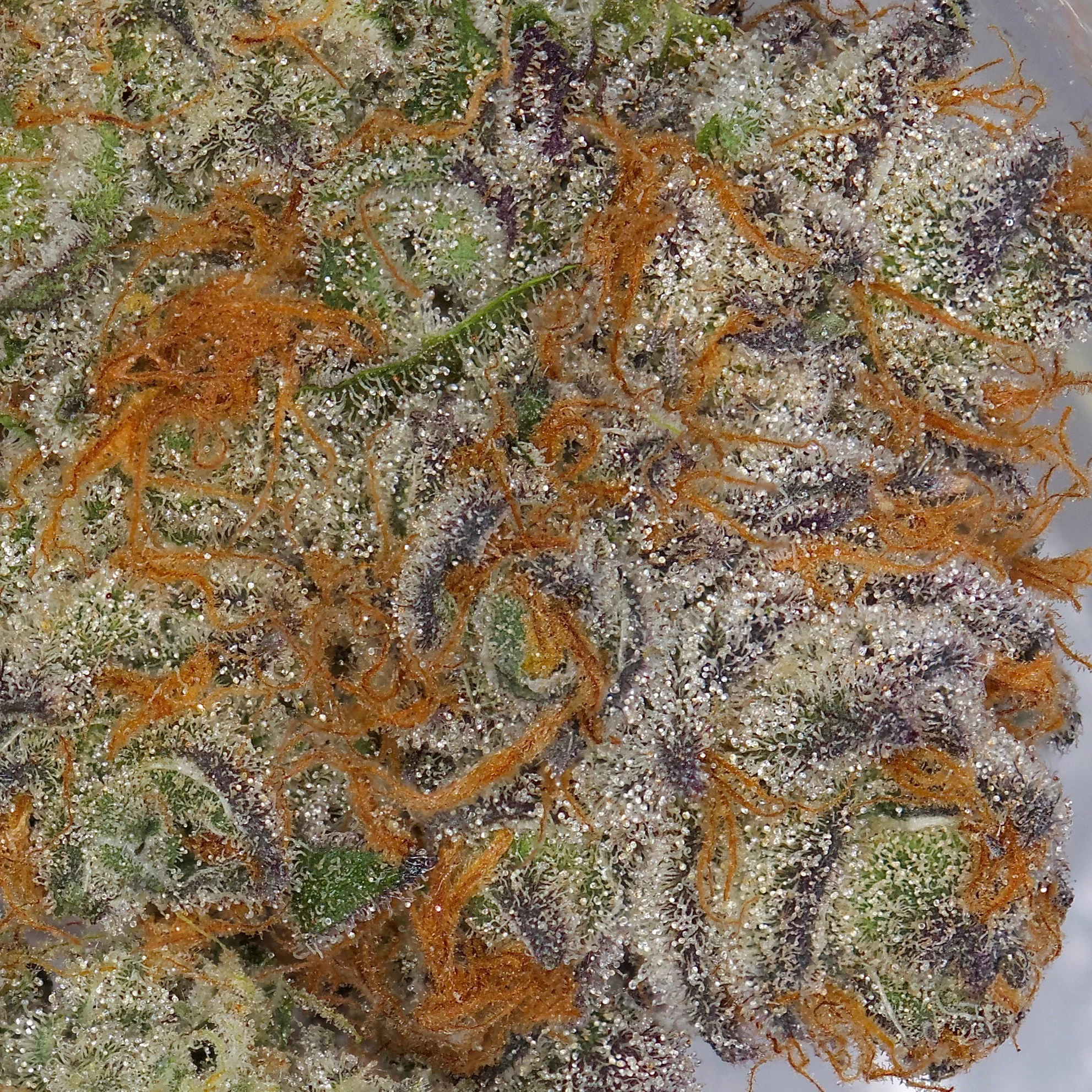 Mimosa V6 macro shot. Grown by The Village bred by Symbiotic Genetics. 