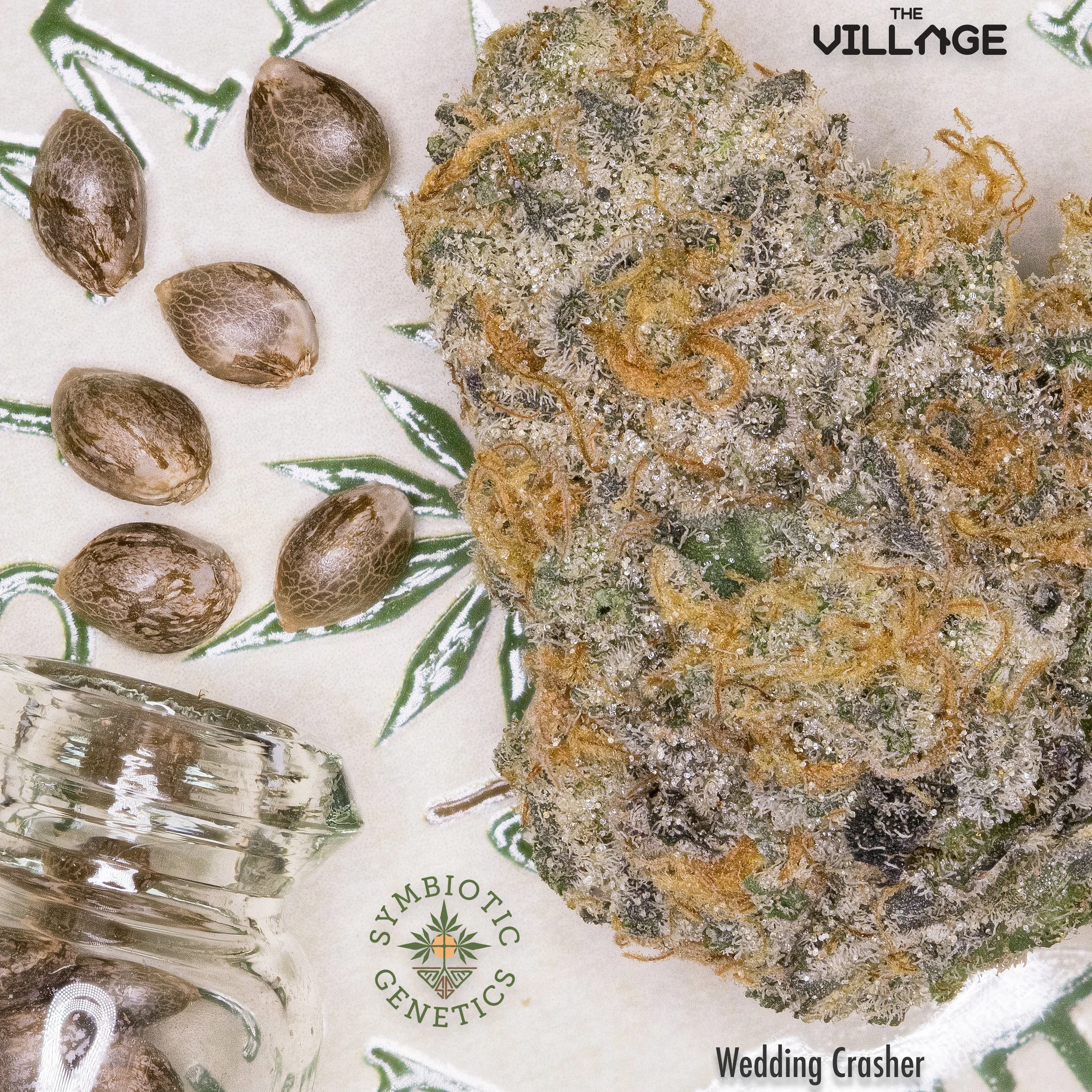 Pictured is The Village's phenotype #4, which was a very balanced hybrid. Notes of both TK and GDP in the flavor. 