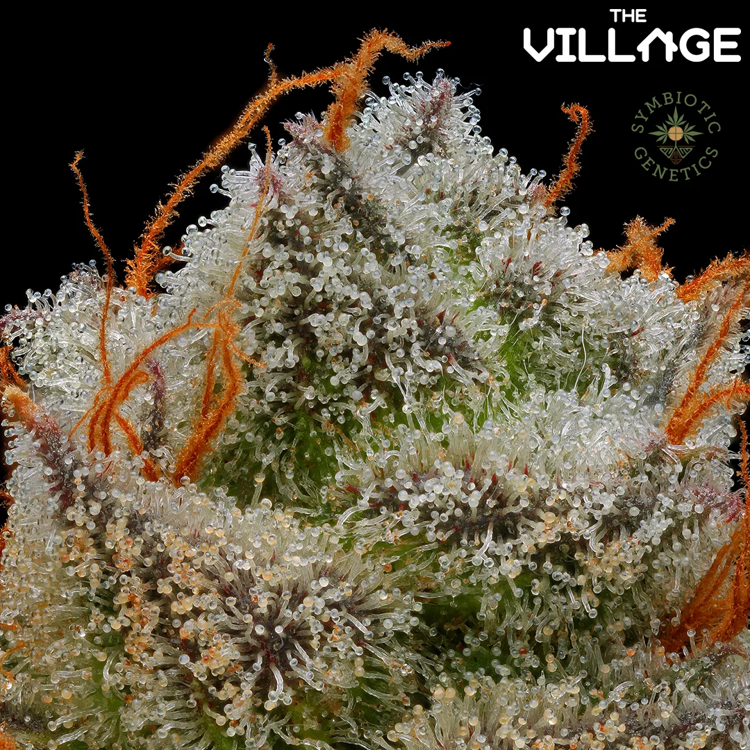 Banana Punch #9 live plant shot. Tropical banana smoothie terps!