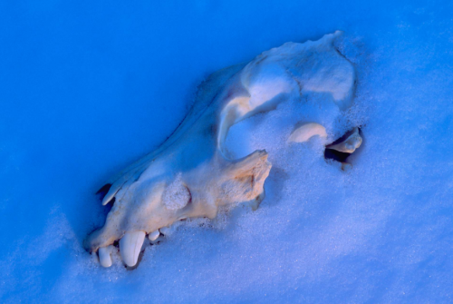 Wolf Skull in Snow