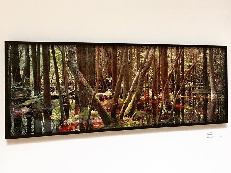 %22Swamp Series%22 Barbara Norfleet, cibachrome photo print.jpg