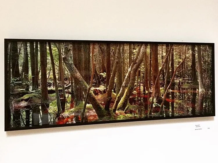 %22Swamp Series%22 Barbara Norfleet, cibachrome photo print.jpg