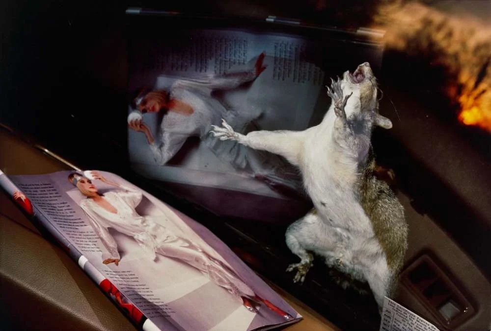 Barbara Norfleet, Eastern Gray Squirrel on Windshield