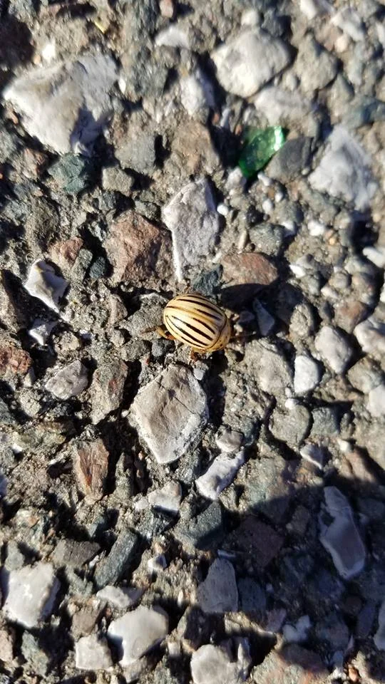 Found another cousin to the beetle from the other day.