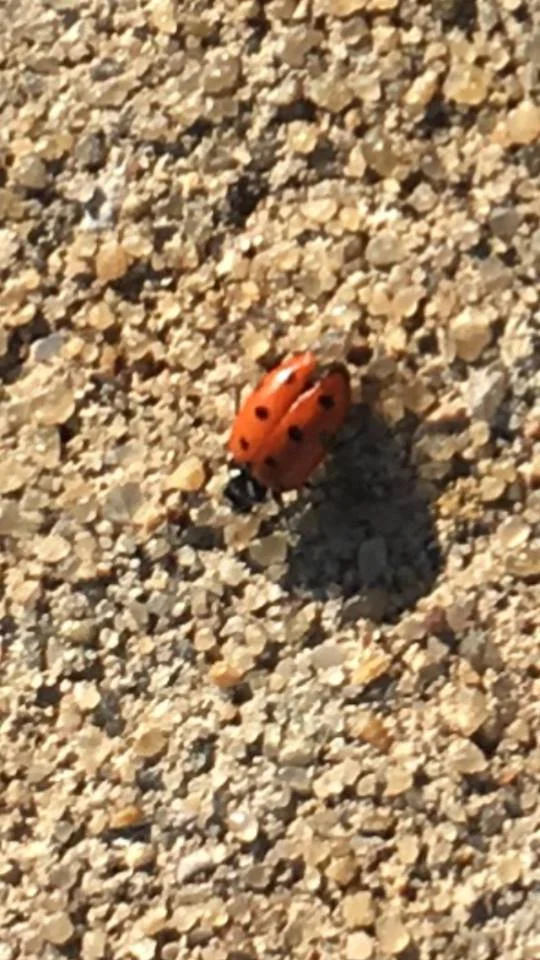 Annnnnnnnnnnnd, a ladybug as we were leaving.