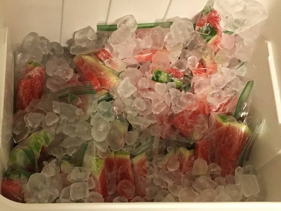 A cooler full of watermelon and Flavor-Ice to offered a small break from the heat.