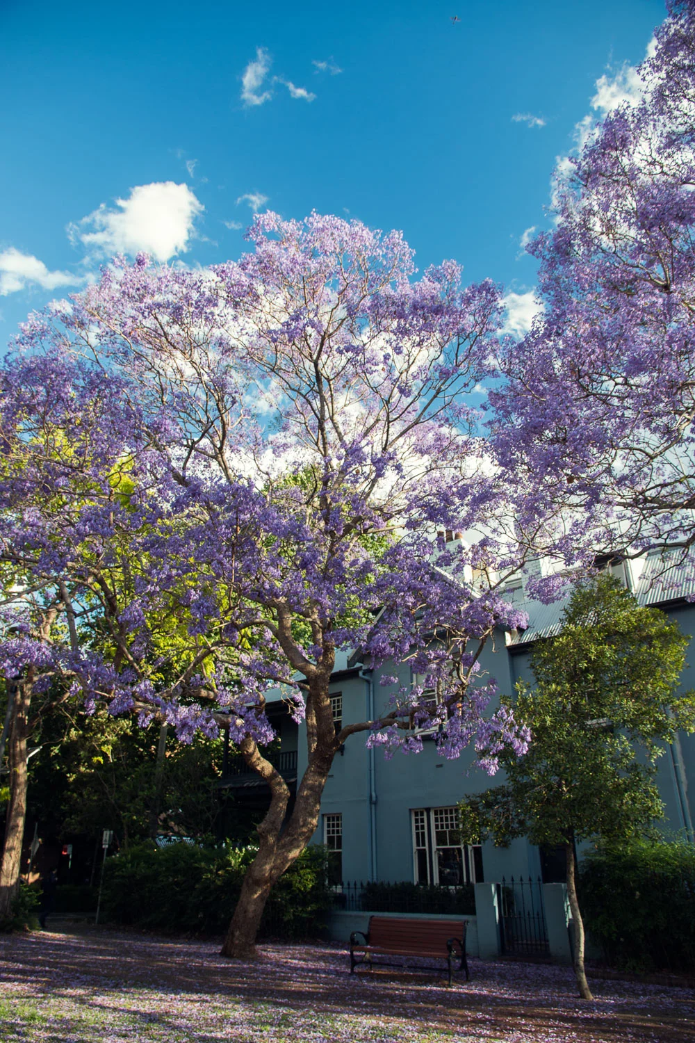 Jacaranda Trees