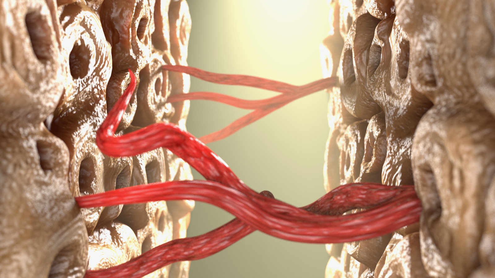 blood vessels_bone walls.png