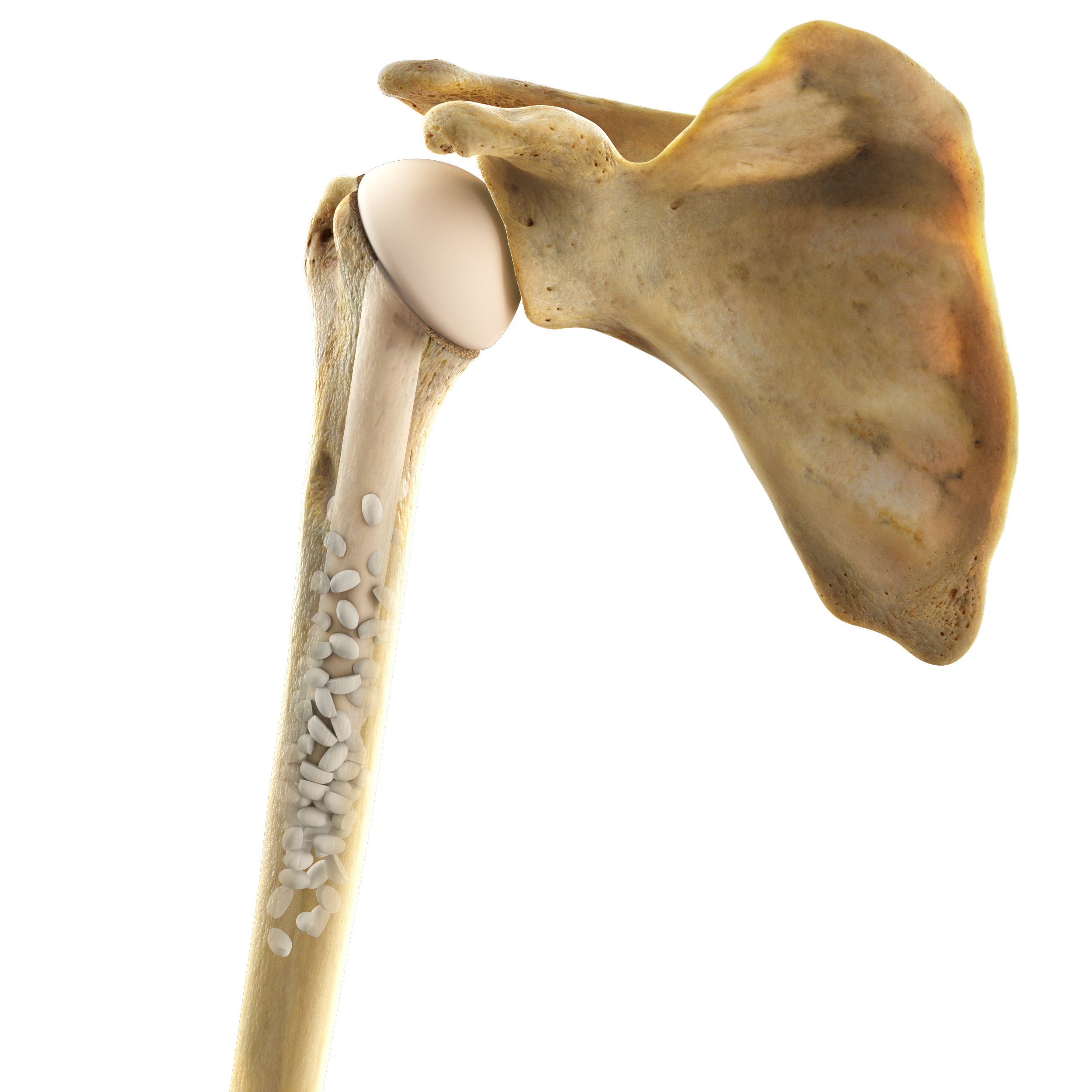 232_OsteoBoost_Shoulder.png