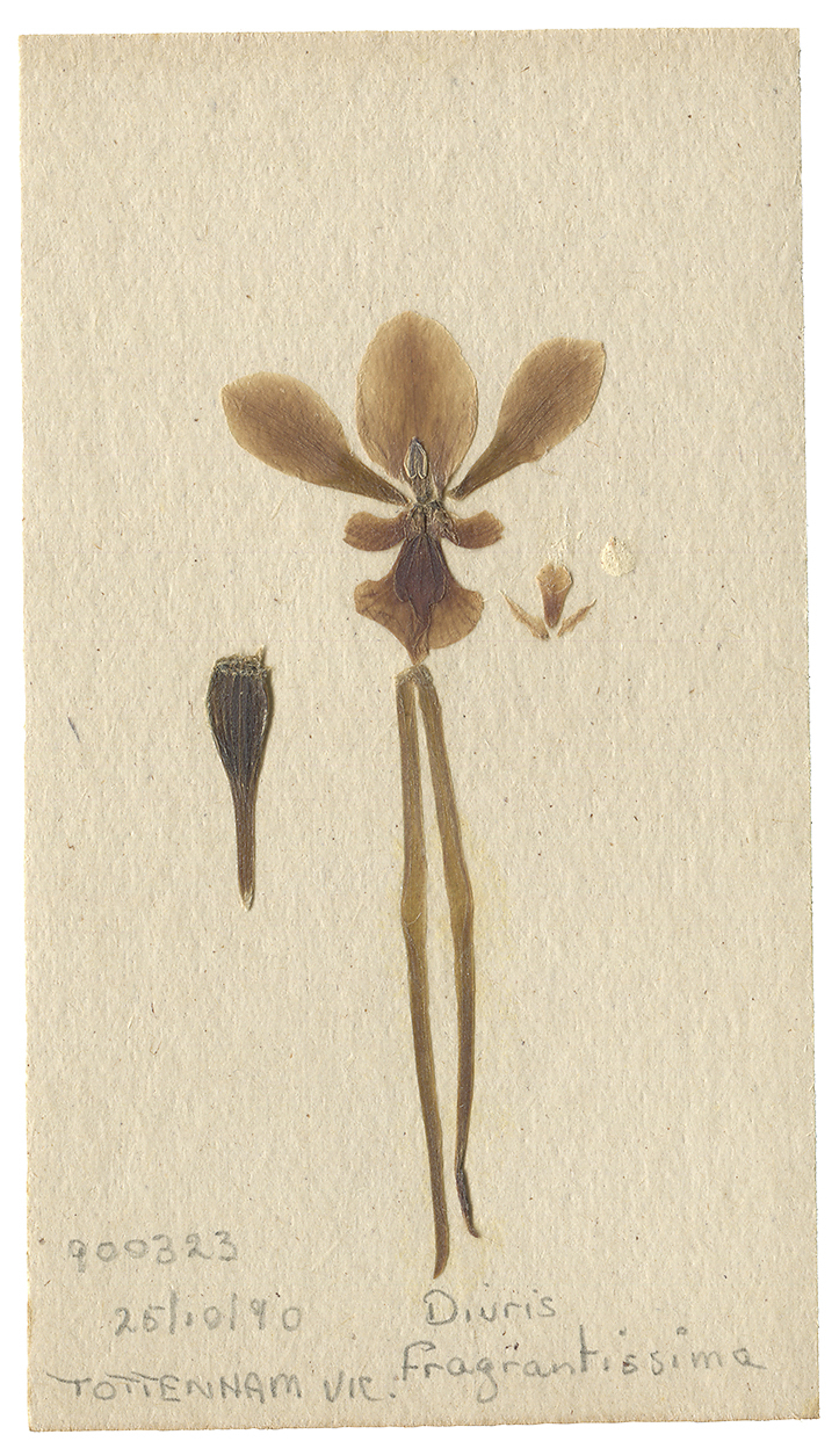 LYON 2017-06-24 Phils Orchid Specimens 160_B.jpg