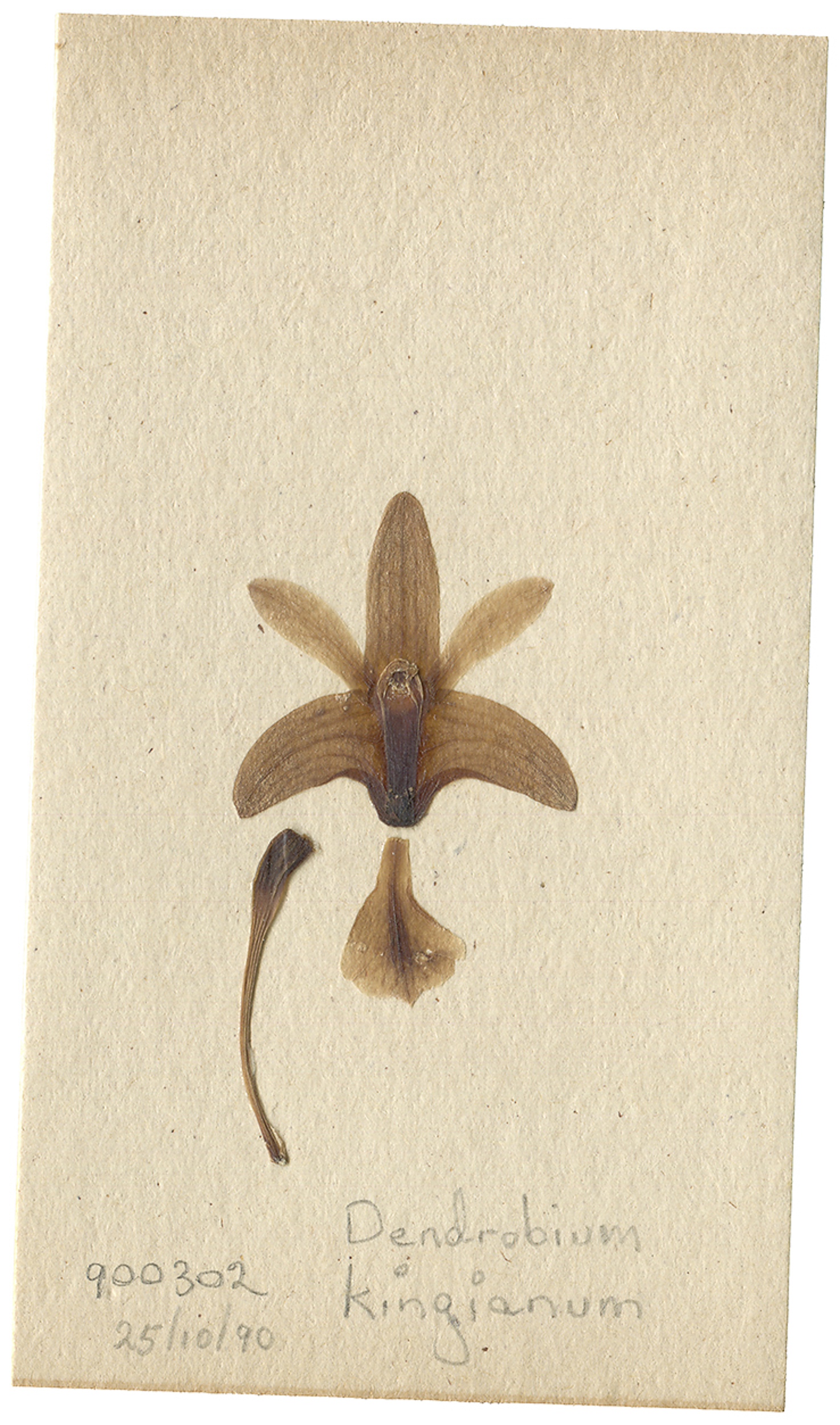 LYON 2017-06-24 Phils Orchid Specimens 287_D.jpg