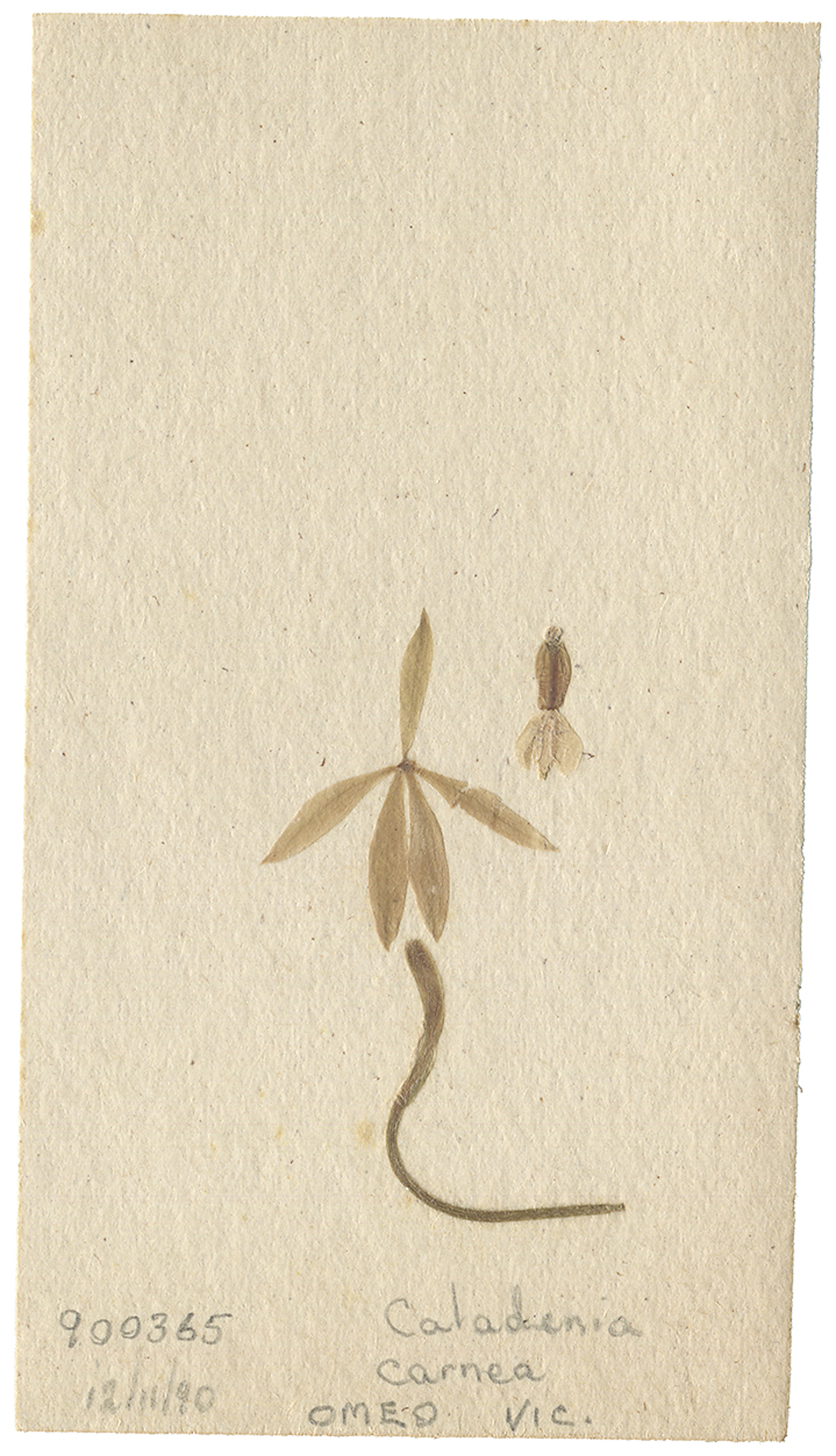 LYON 2017-06-24 Phils Orchid Specimens 200_E.jpg