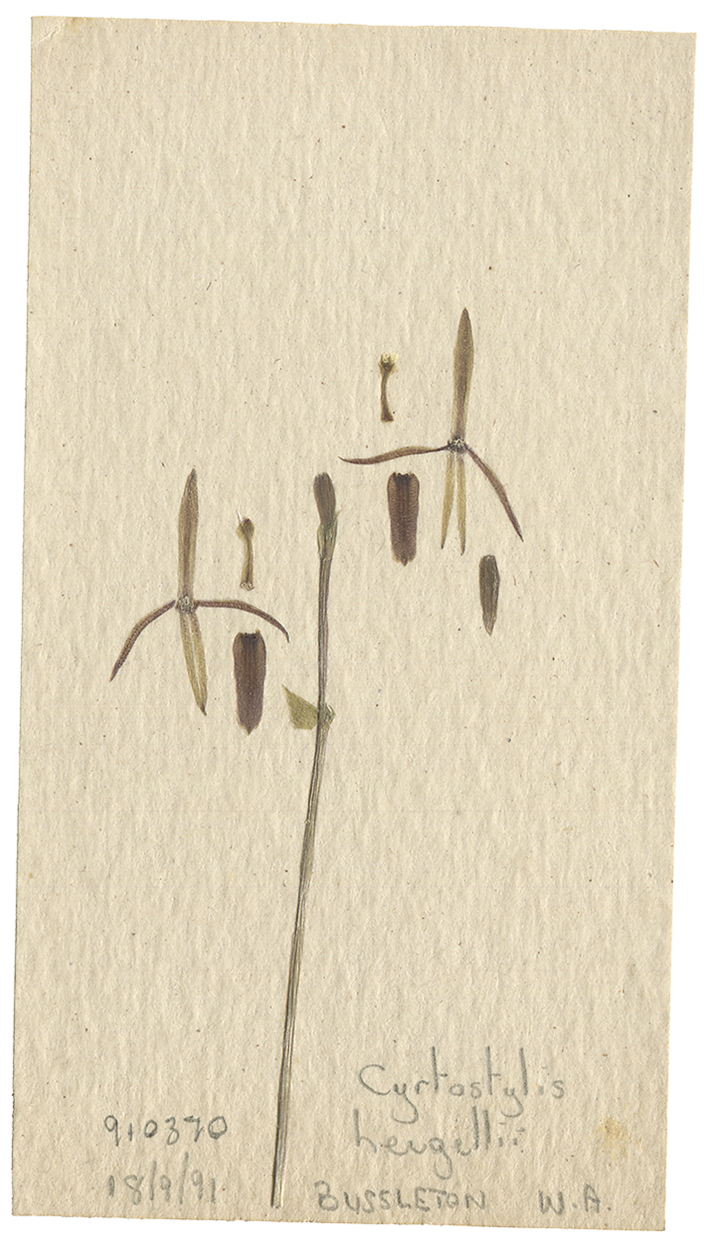 LYON 2017-06-24 Phils Orchid Specimens 288_C.jpg