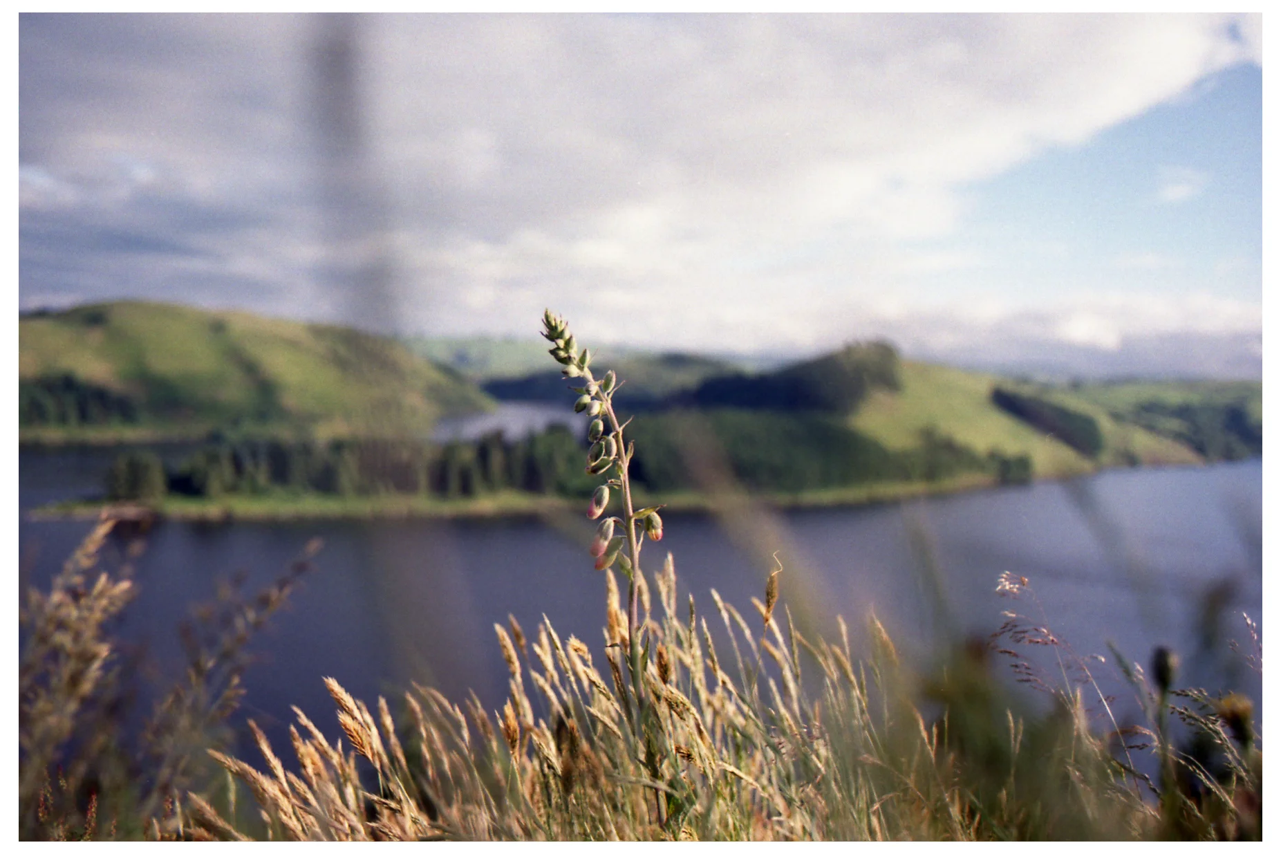 Flower & Lake.jpg