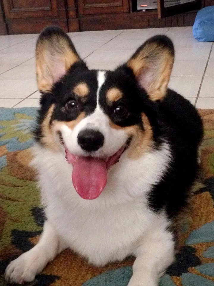 GRYFFIN