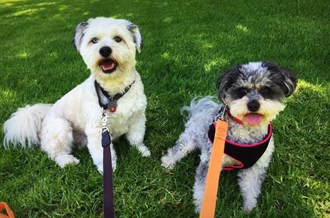 JAGGER & MOOKIE