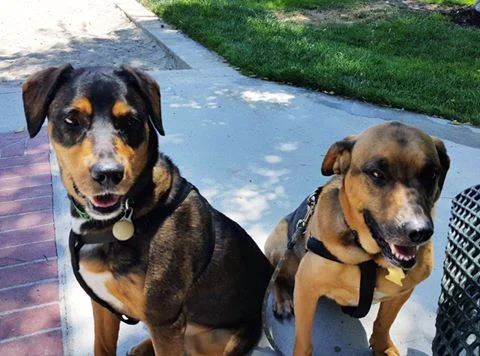 OTIS & GABBY