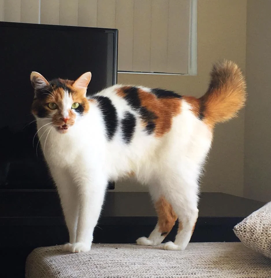 KOKO