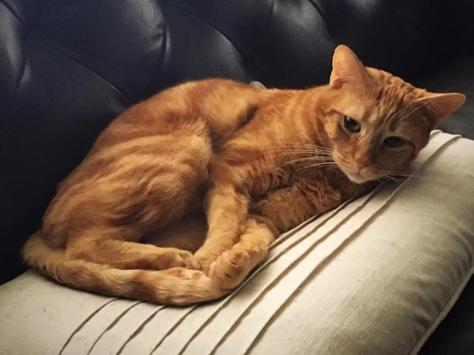FINN