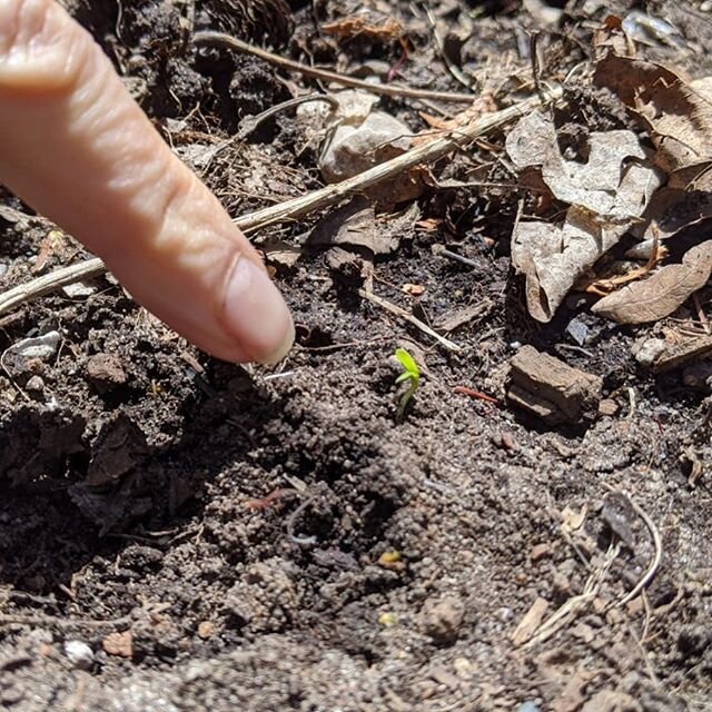 On this 🌍 Day we spotted our first sprout of mizuna! I am in awe with how much you get back from the earth when you just take some time to give to her. We&rsquo;ve spent the last month tilling in old leaves and pine needles to strengthen our soil an