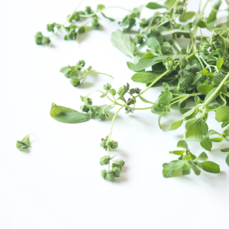 Marjoram 3-4 angle.jpg