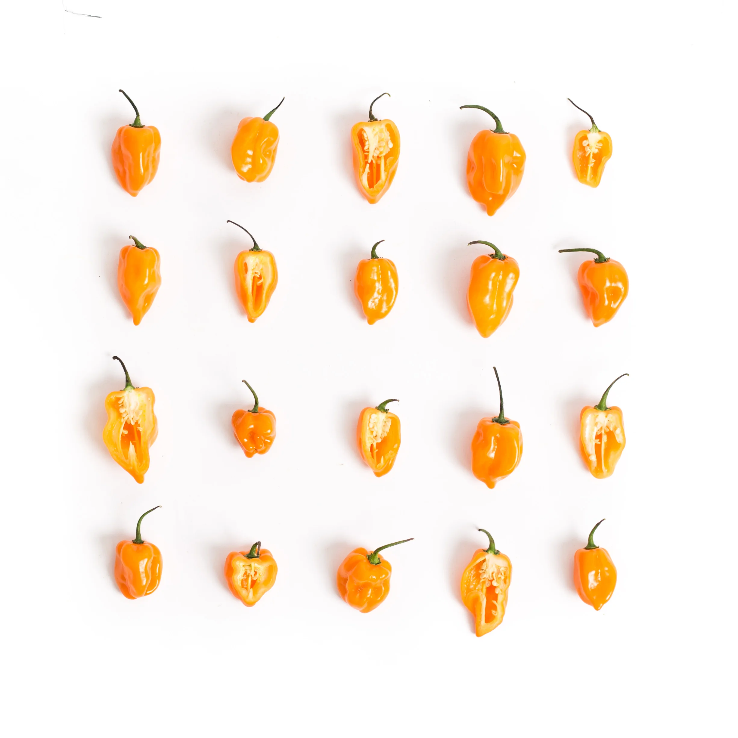 Habaneros_LinedUp.jpg