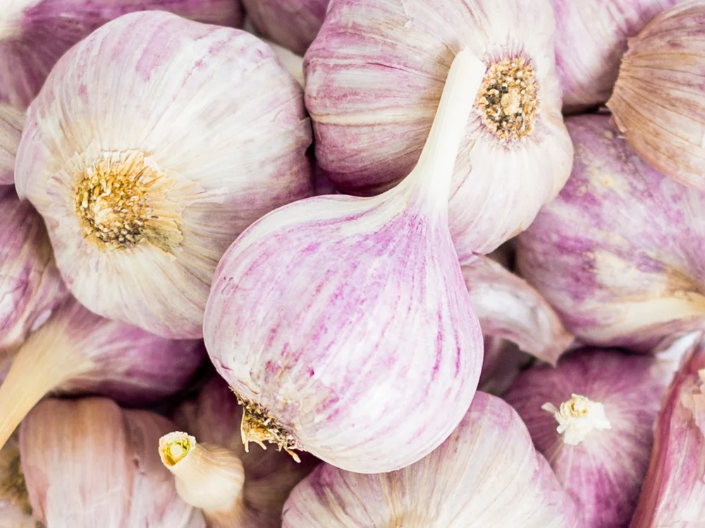 Where Does Purple Garlic Come From The Imperfect Blog